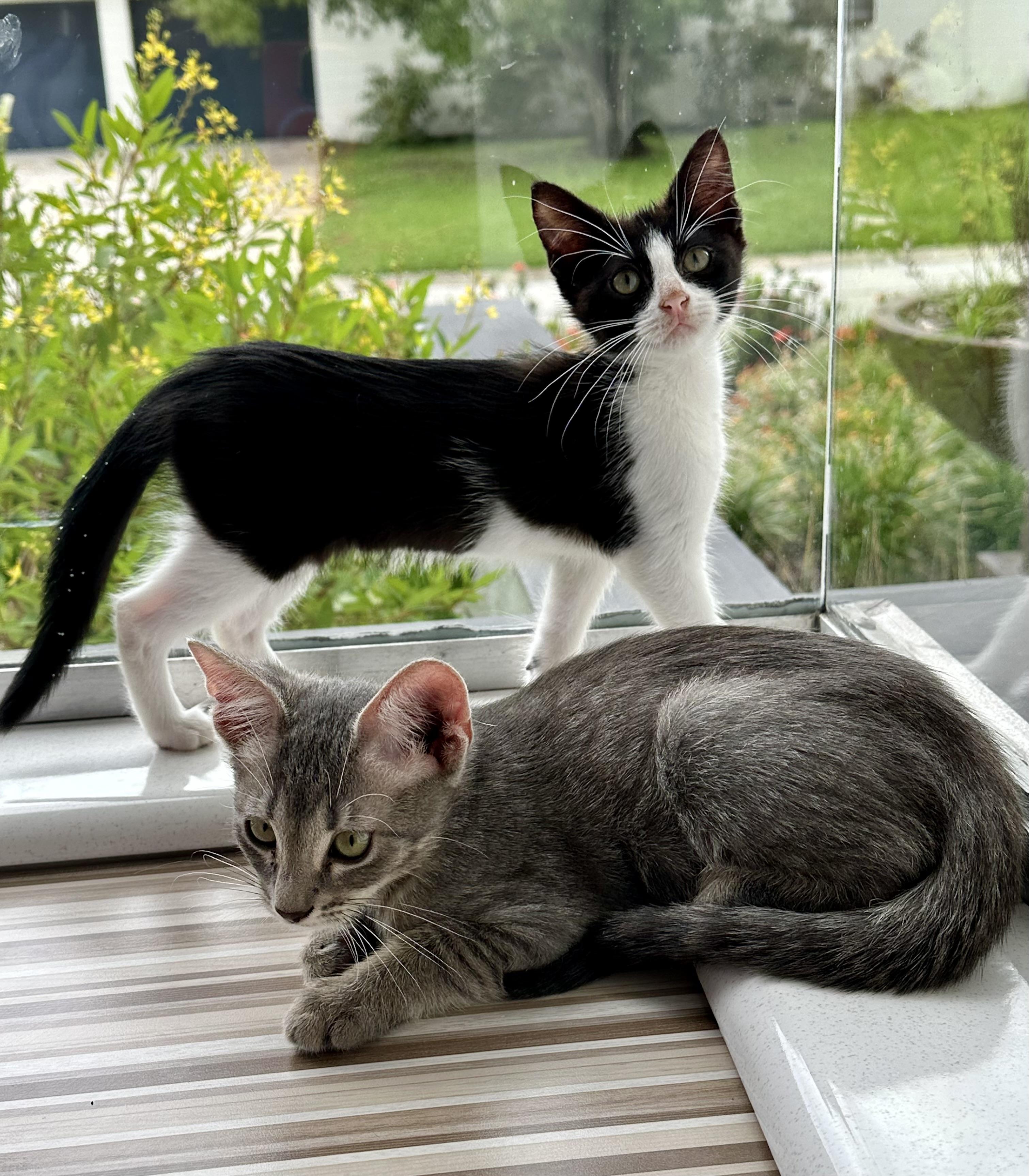 Enlarge Fluffernutter, a Adopted Domestic Short Hair in St Petersburg, FL image 5/6