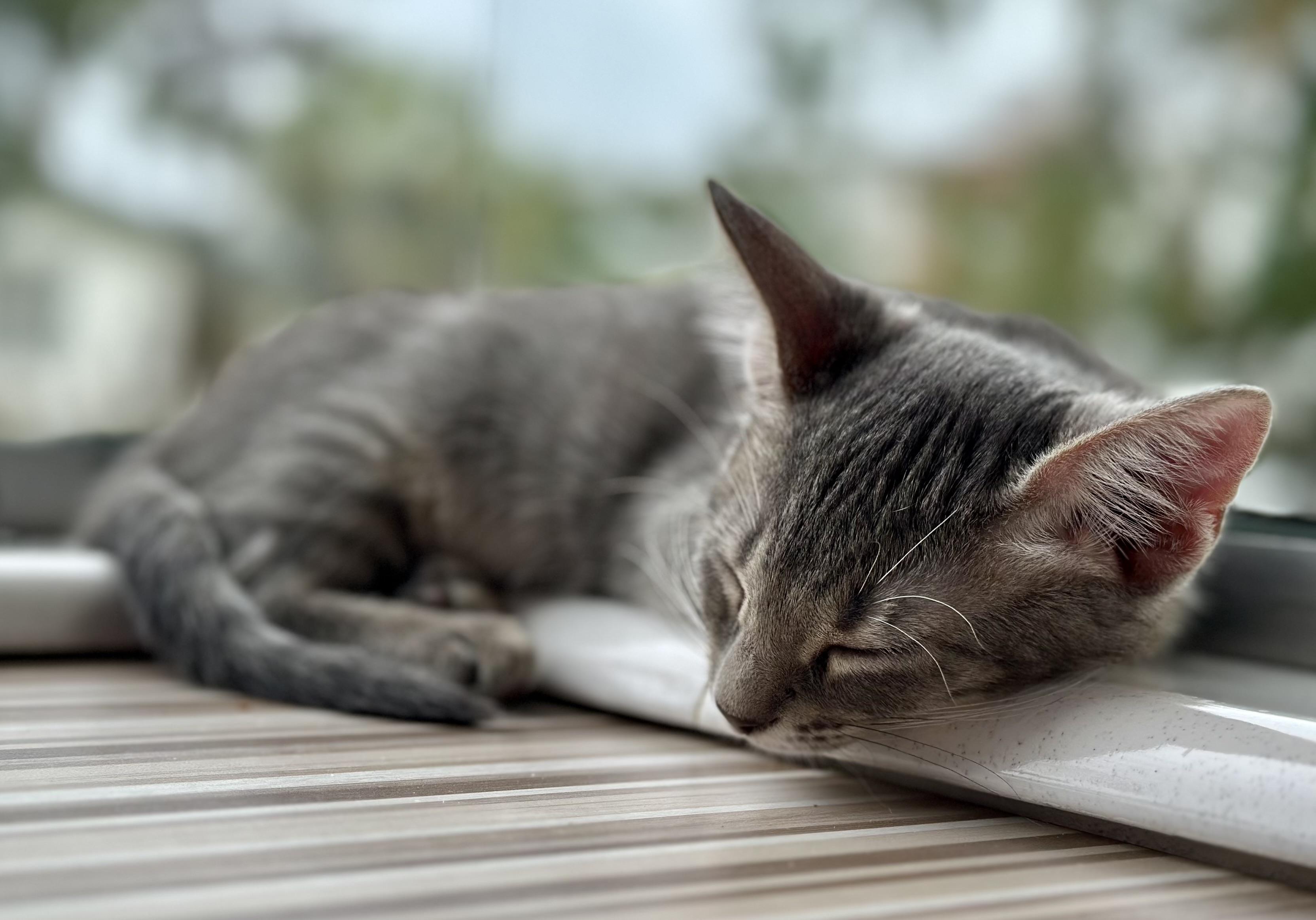 Enlarge Fluffernutter, a Adopted Domestic Short Hair in St Petersburg, FL image 6/6