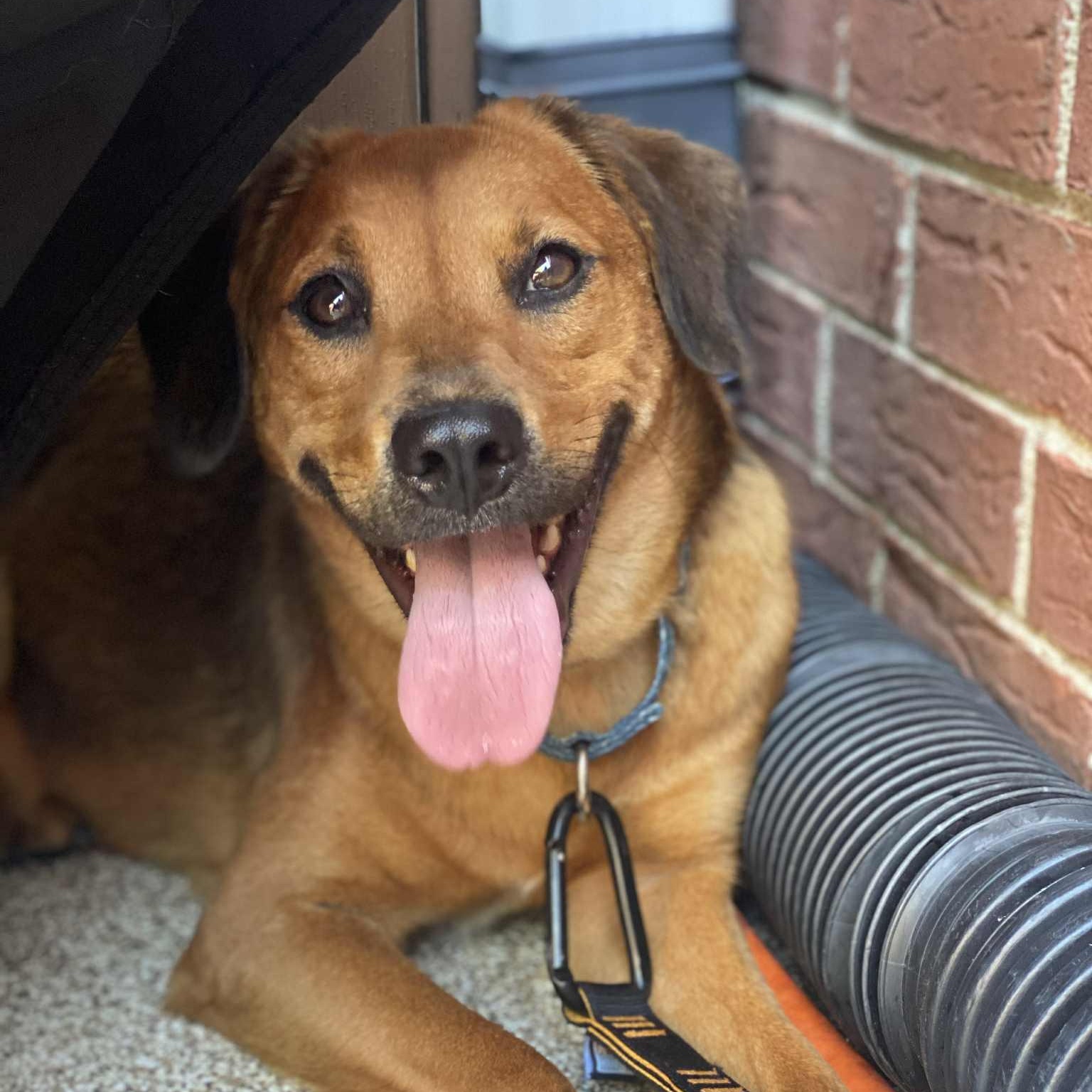 Lady, Adoptable, Adult Female Hound & Labrador Retriever.