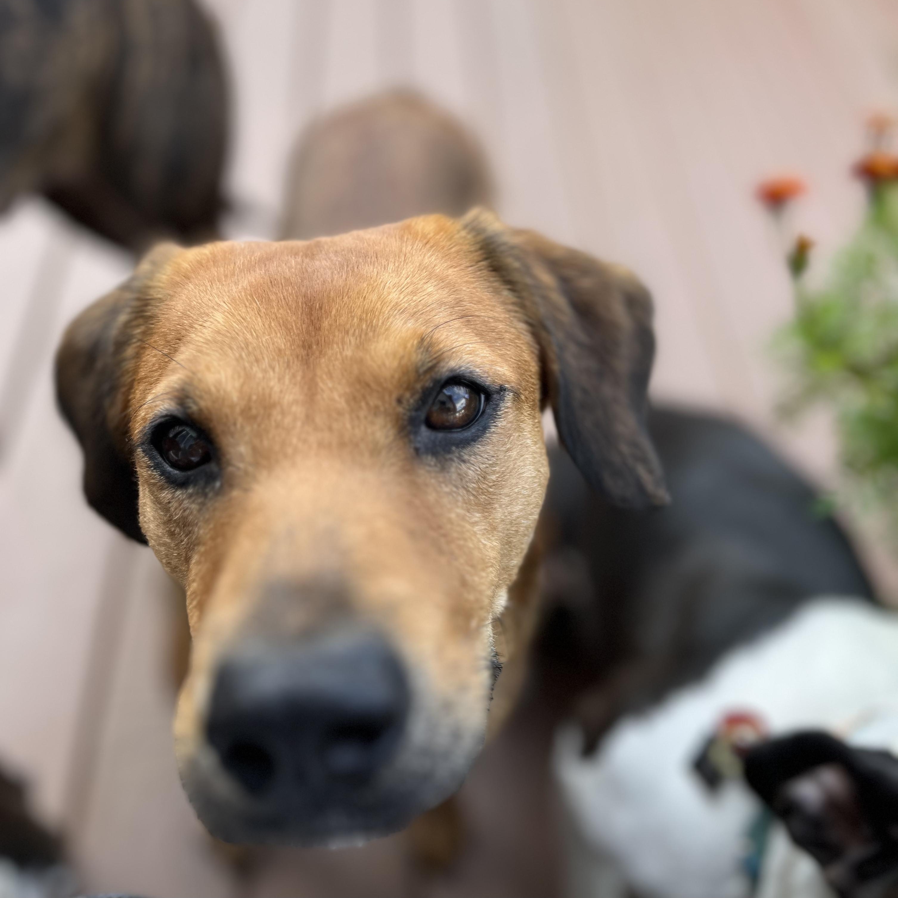 Enlarge Lady, a Adoptable mixed breed in Baltimore, MD image 2/6