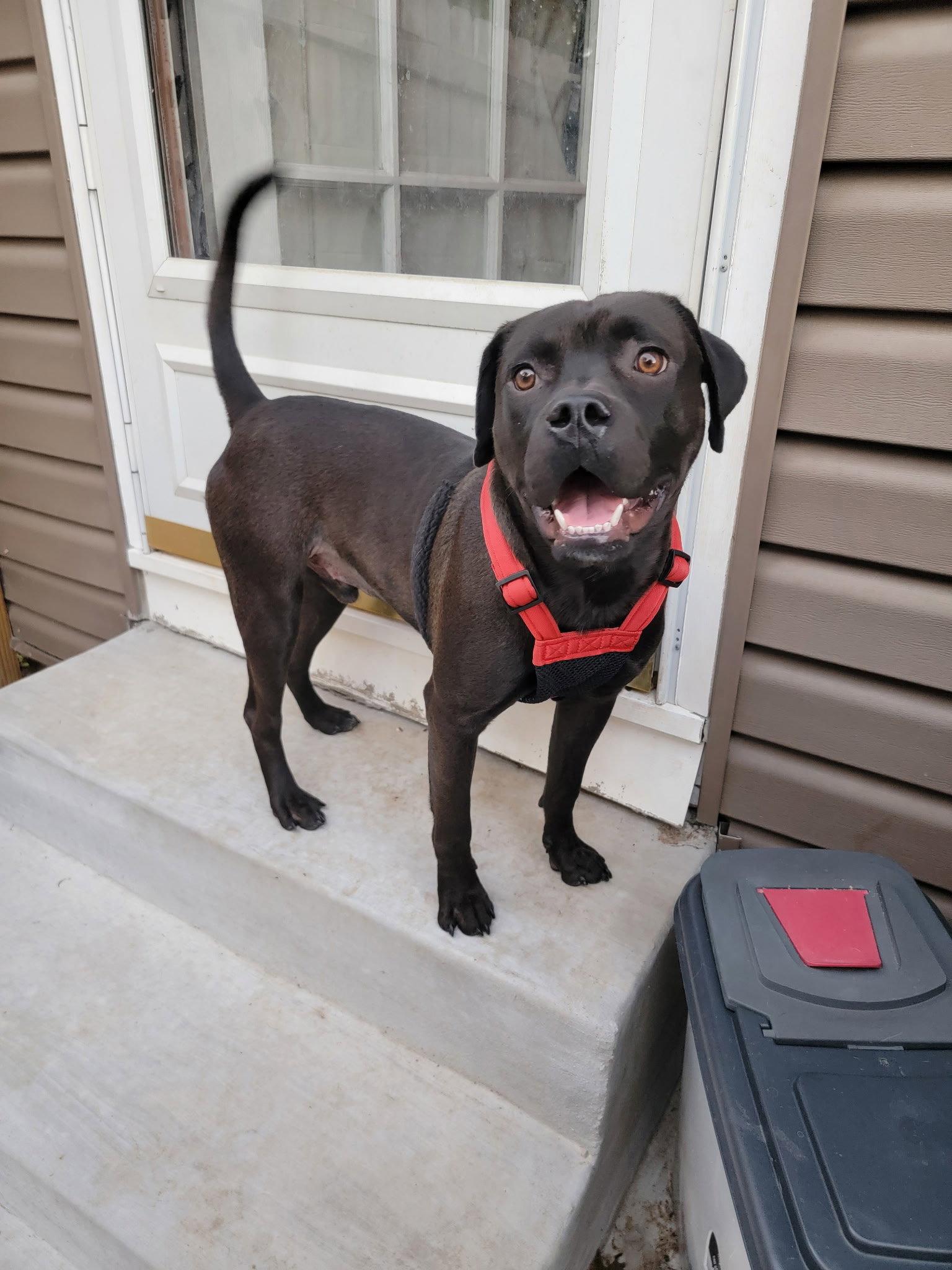 Enlarge Kaige, a Adoptable Mixed Breed in Topeka, KS image 1/1
