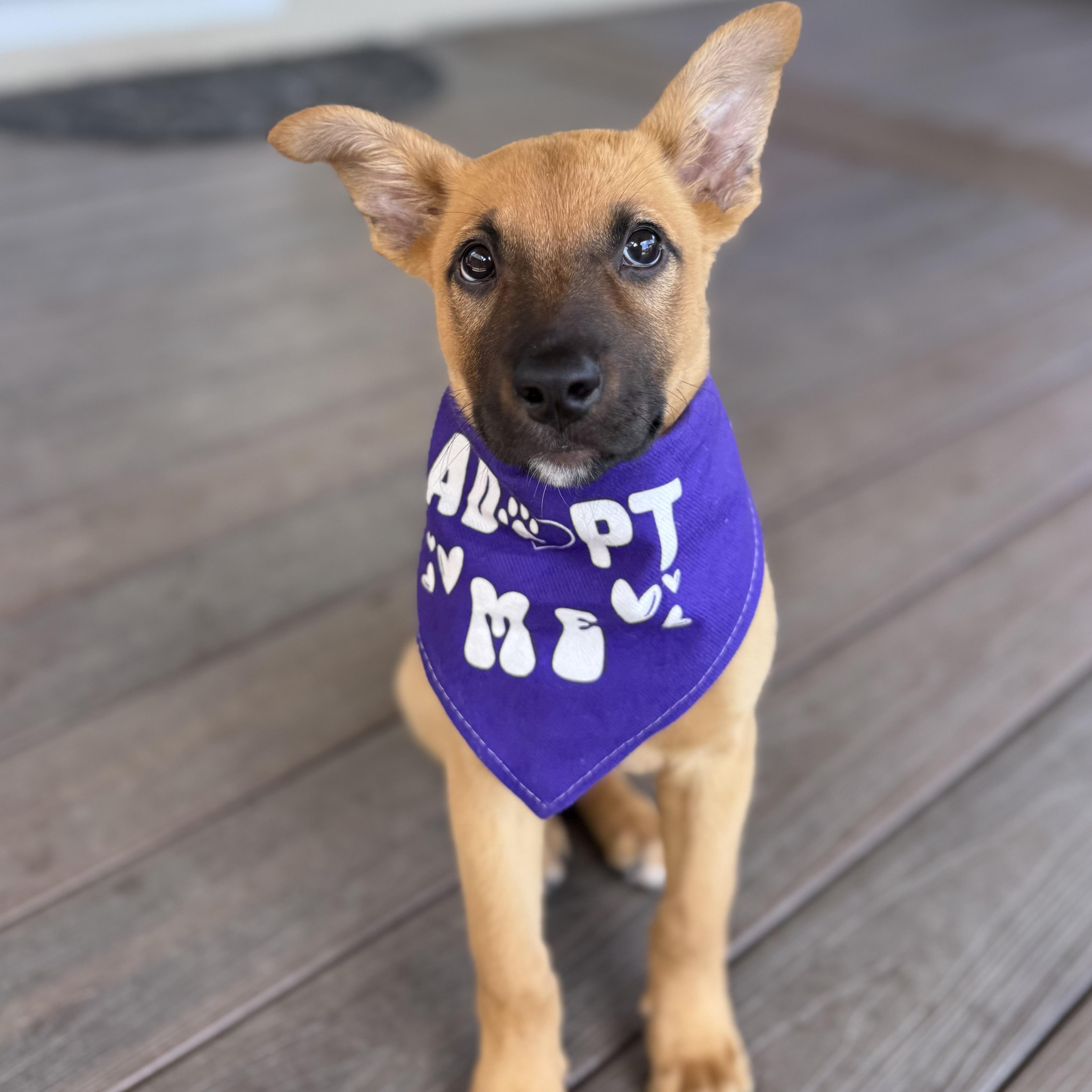 Enlarge Jackie, a Adoptable mixed breed in Redwood City, CA image 1/5