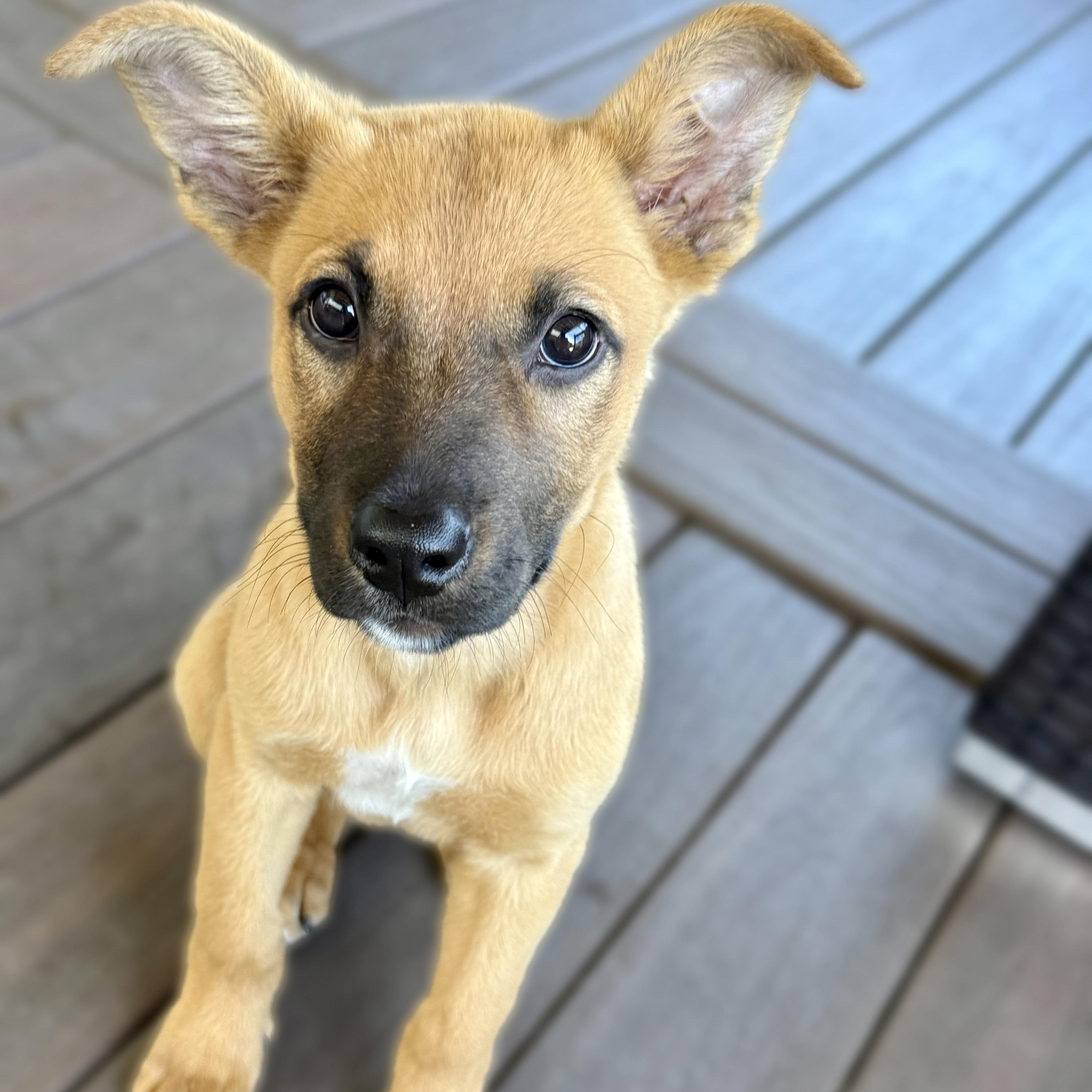 Enlarge Jackie, a Adoptable mixed breed in Redwood City, CA image 4/5