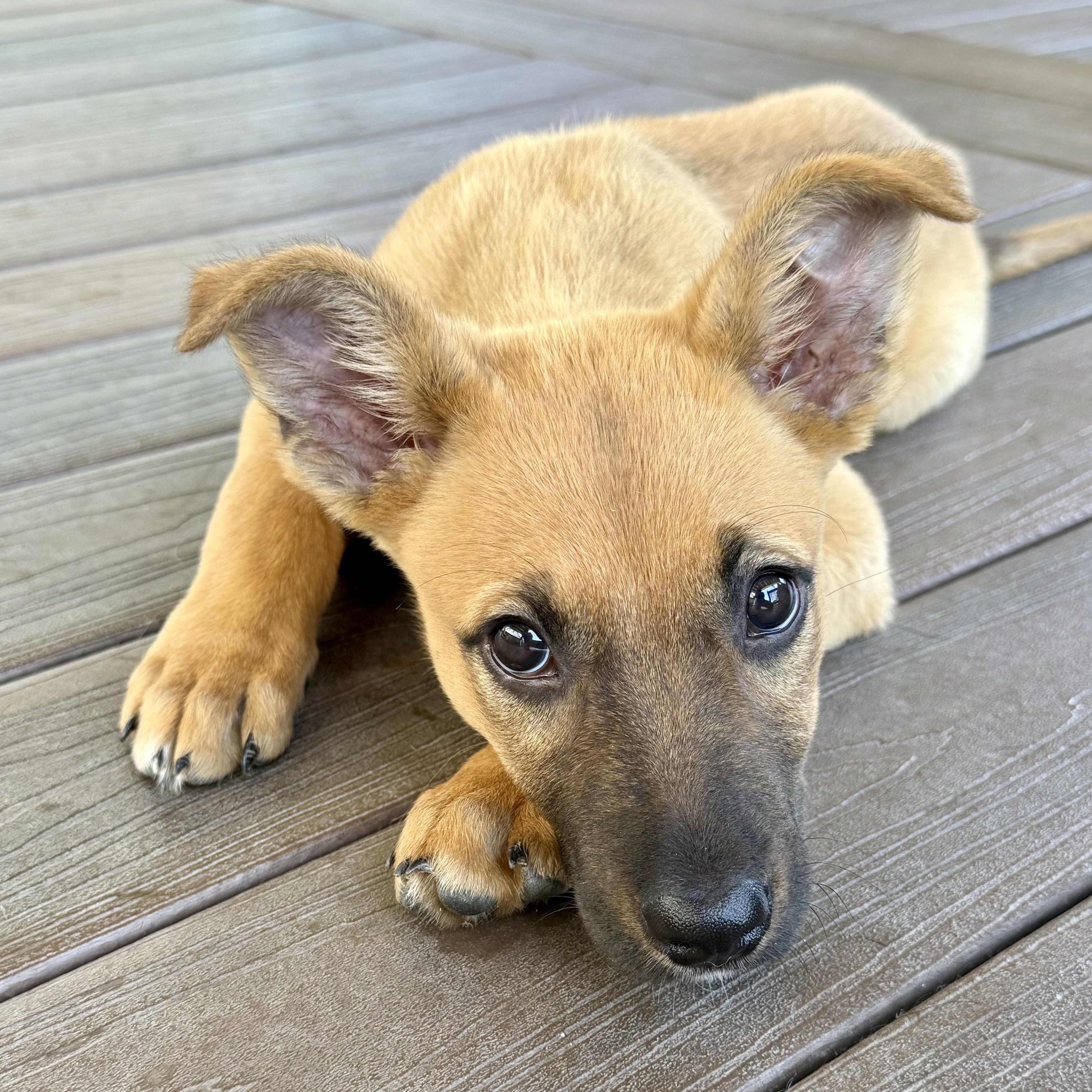 Enlarge Jackie, a Adoptable mixed breed in Redwood City, CA image 2/5