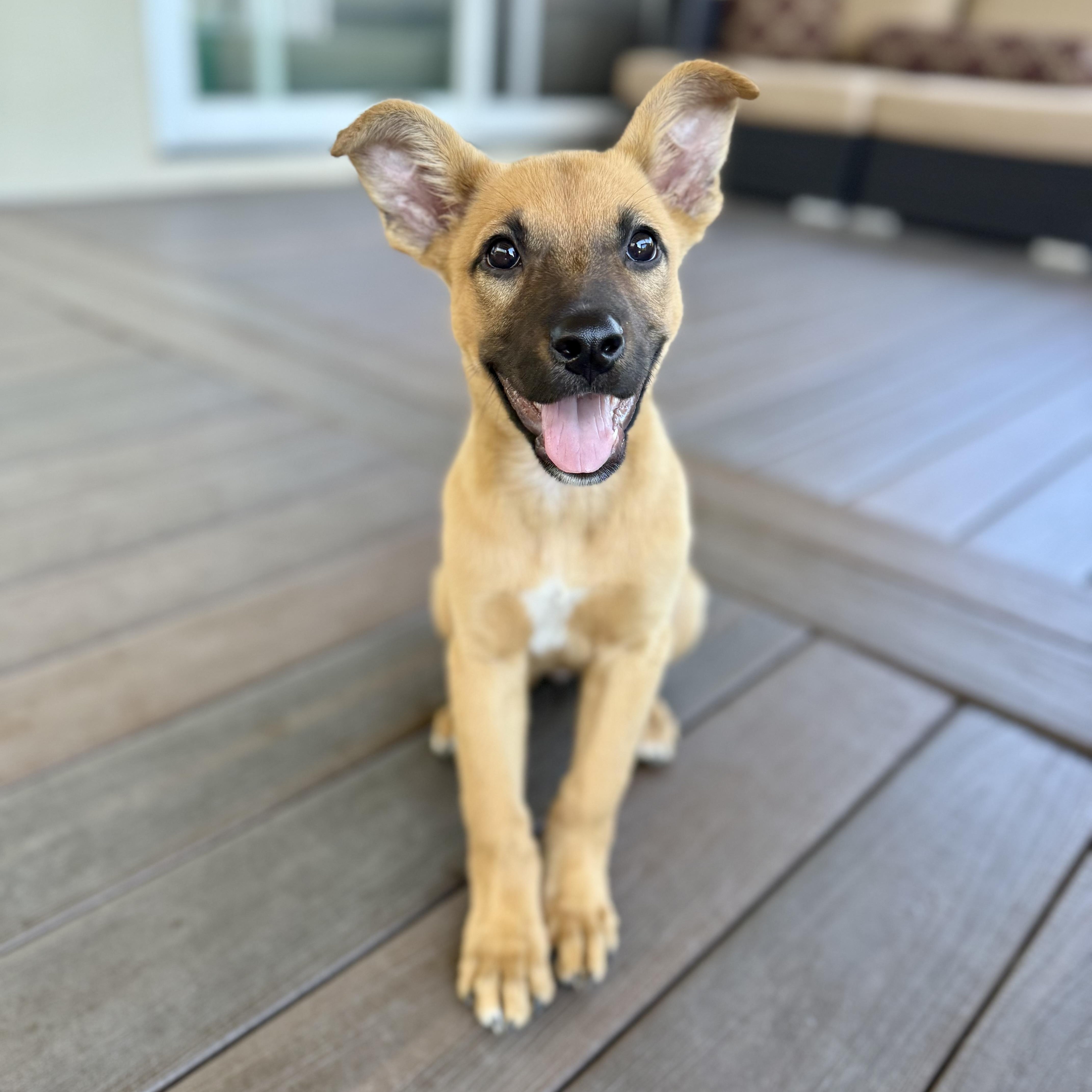 Enlarge Jackie, a Adoptable mixed breed in Redwood City, CA image 3/5