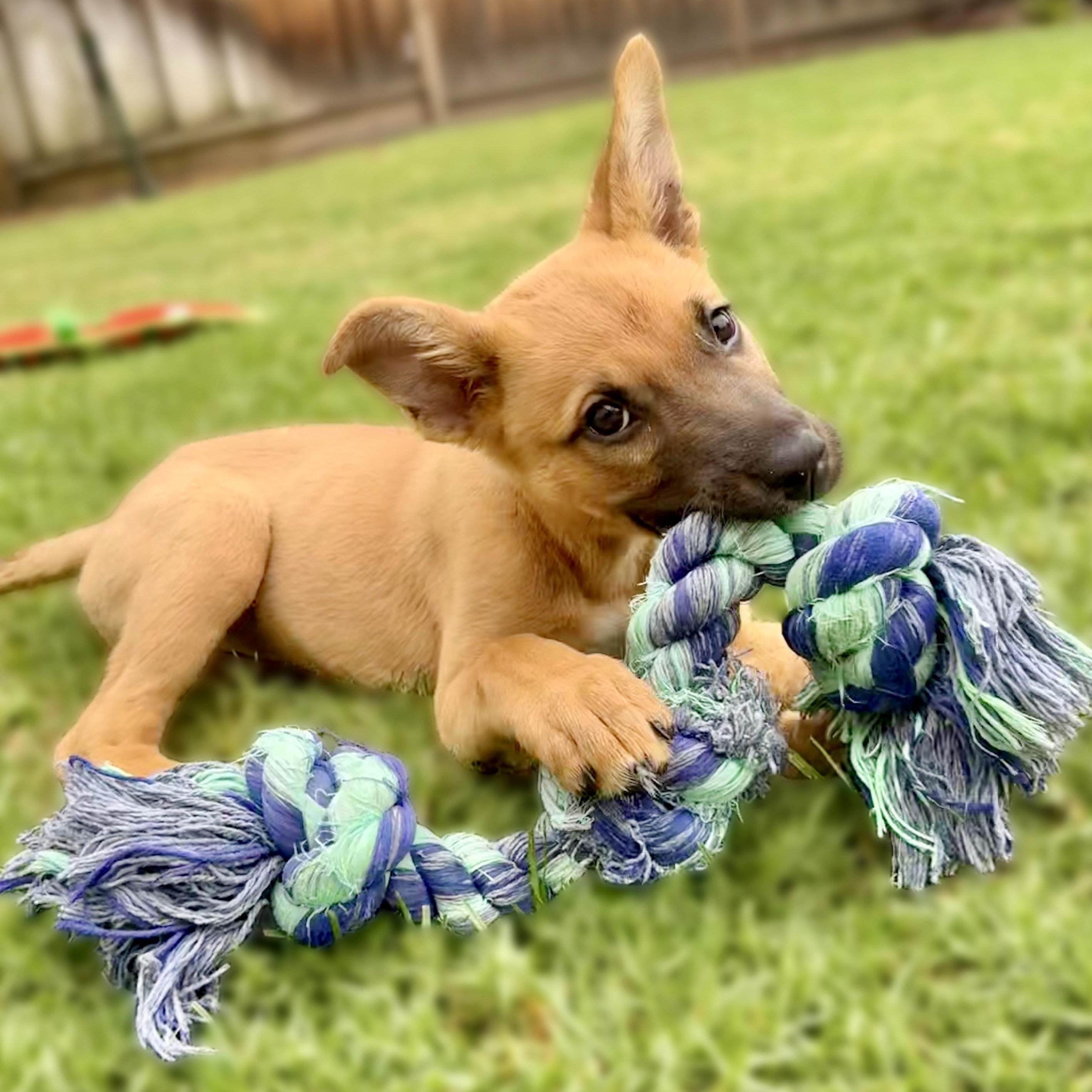 Enlarge Jackie, a Adoptable mixed breed in Redwood City, CA image 5/5