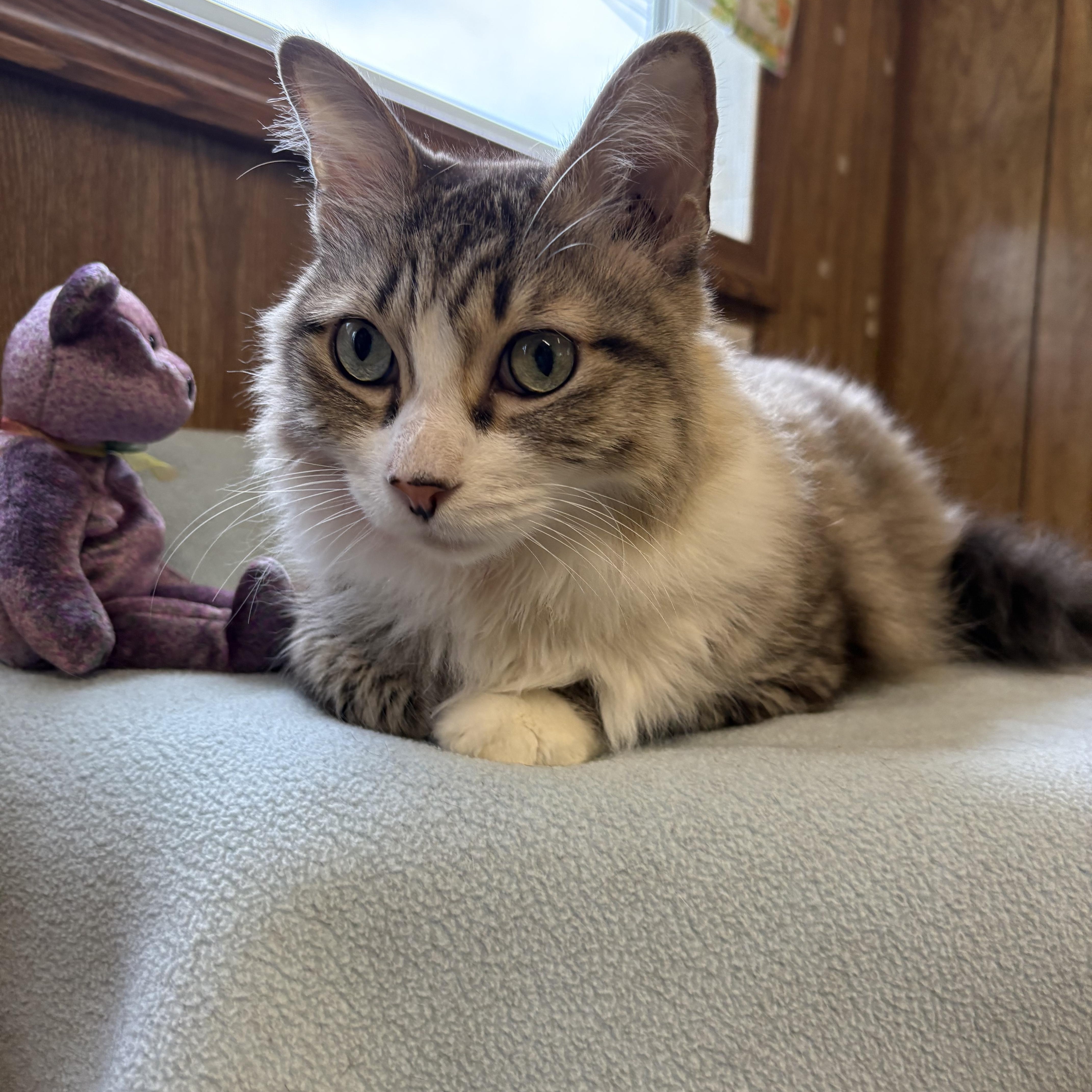 Hunter, Adult Male Tabby
