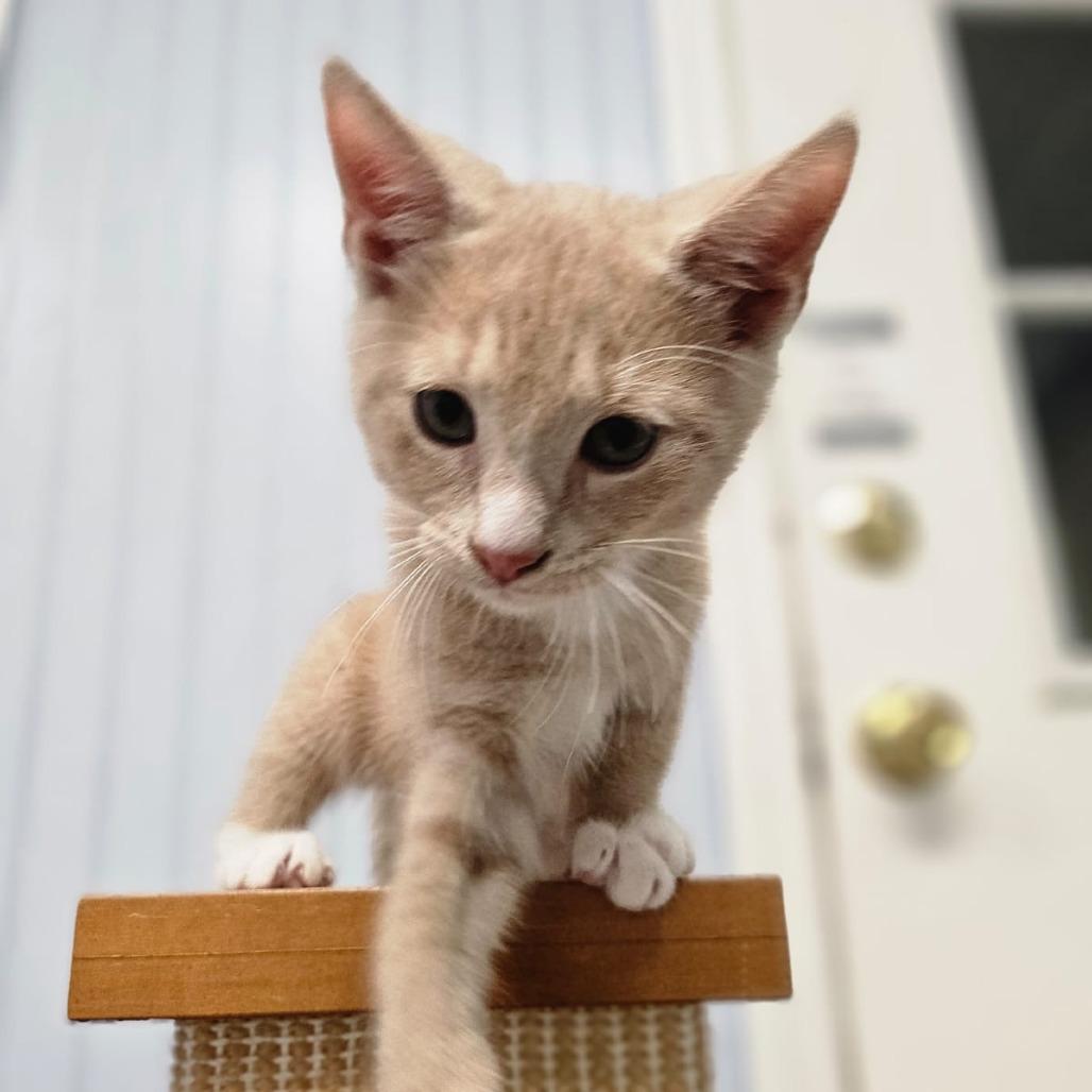 Comet, Adoptable, Young Male Domestic Short Hair.