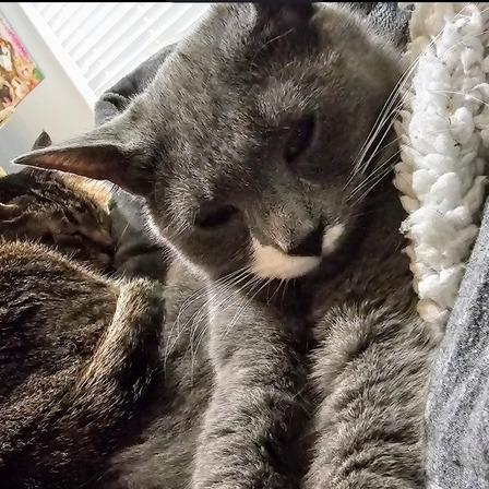 Poppy, Adoptable, Young Female Domestic Short Hair.