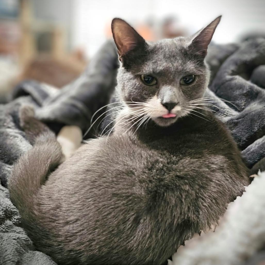 Enlarge Poppy, a Adoptable Domestic Short Hair in Chapel Hill, NC image 2/4