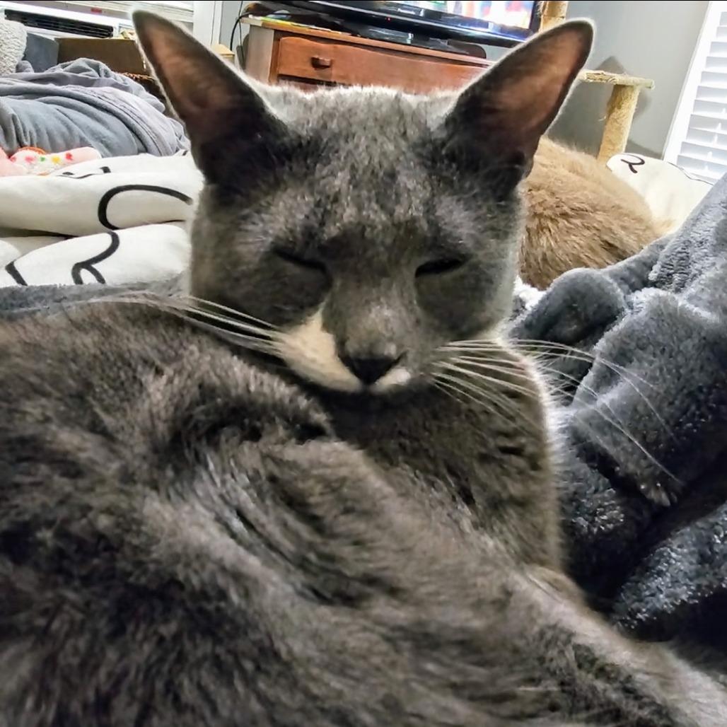 Enlarge Poppy, a Adoptable Domestic Short Hair in Chapel Hill, NC image 3/4