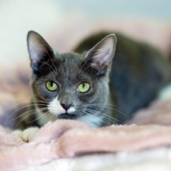 Enlarge Poppy, a Adoptable Domestic Short Hair in Chapel Hill, NC image 4/4