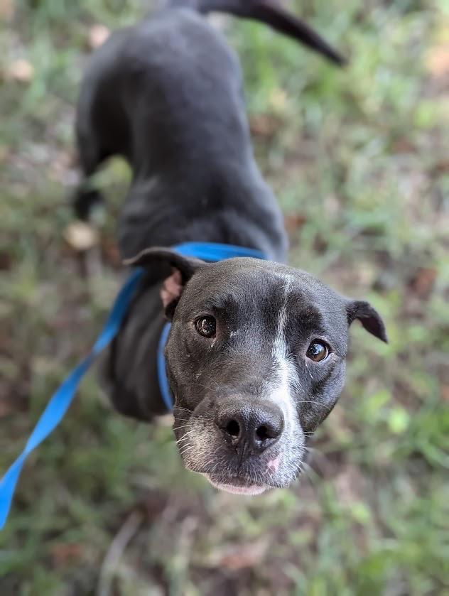 Enlarge Flower, a Adoptable Labrador Retriever in Mustang, OK image 1/5
