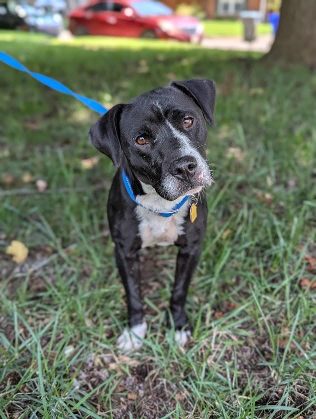 Enlarge Flower, a Adoptable Labrador Retriever in Mustang, OK image 2/5