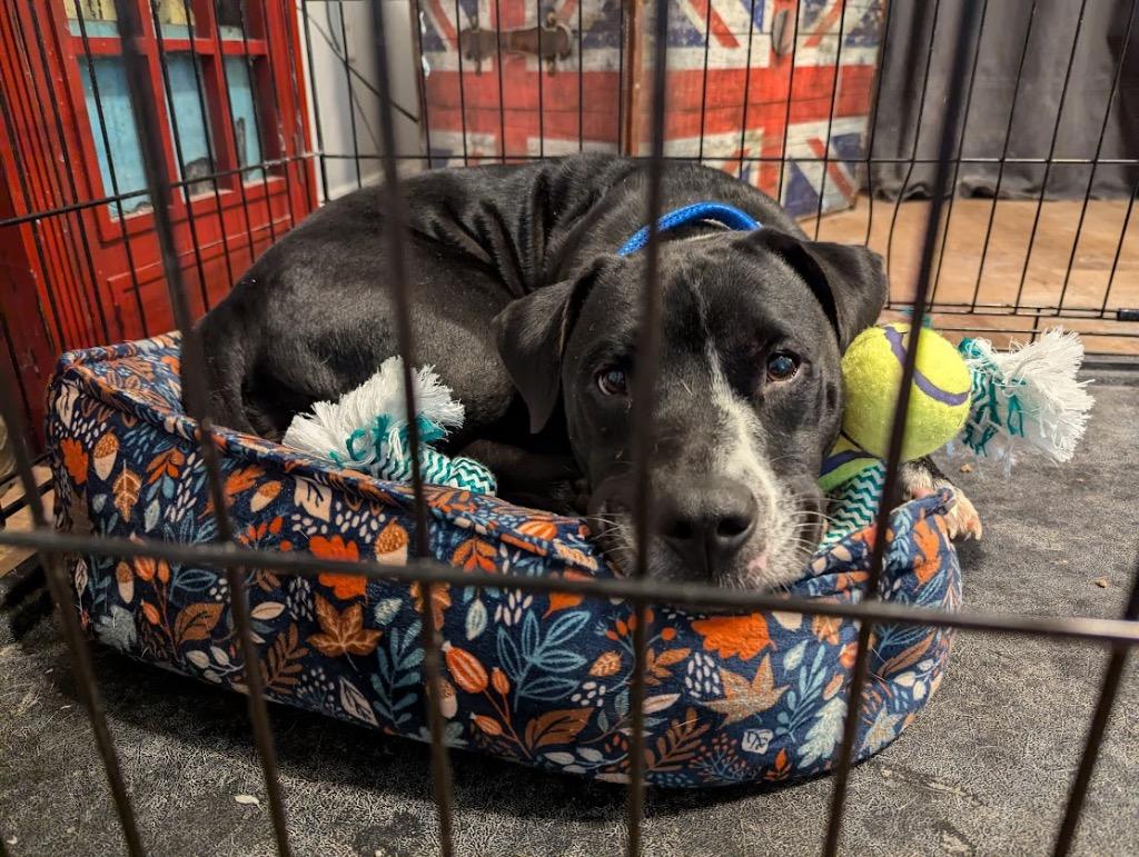 Enlarge Flower, a Adoptable Labrador Retriever in Mustang, OK image 3/5