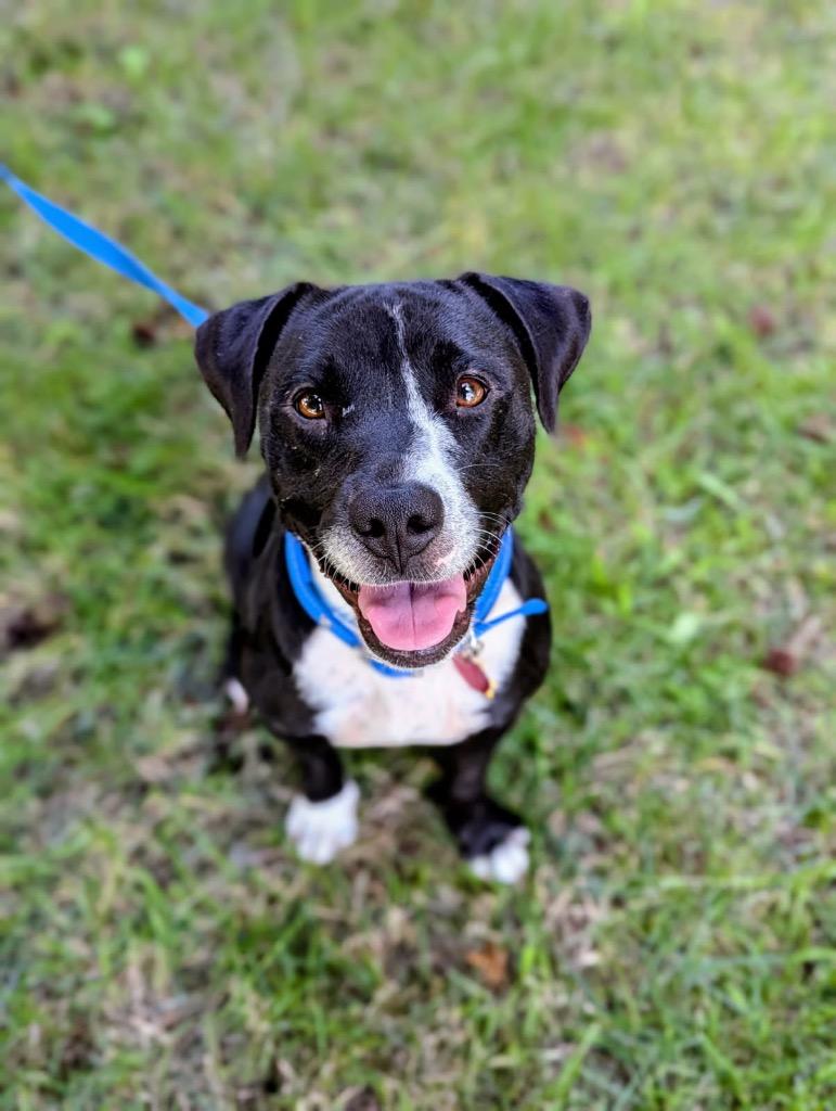 Enlarge Flower, a Adoptable Labrador Retriever in Mustang, OK image 4/5