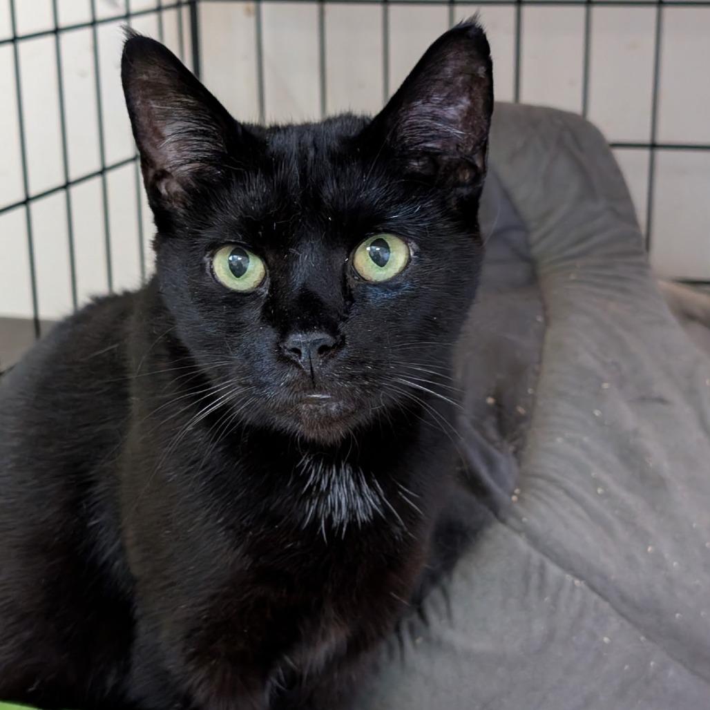 Enlarge Archibald, a Adoptable Domestic Short Hair in Waynesboro, PA image 1/1