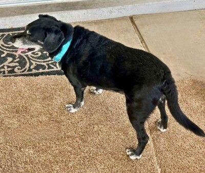 Rocky - BONDED with Zoey, Adoptable, Senior Male Cocker Spaniel & Mixed Breed.