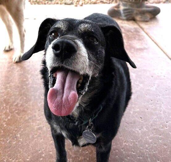 Enlarge Rocky - BONDED with Zoey, a Adoptable mixed breed in Anthem, AZ image 2/6