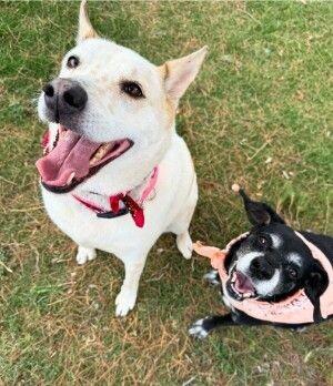 Enlarge Rocky - BONDED with Zoey, a Adoptable mixed breed in Anthem, AZ image 3/6