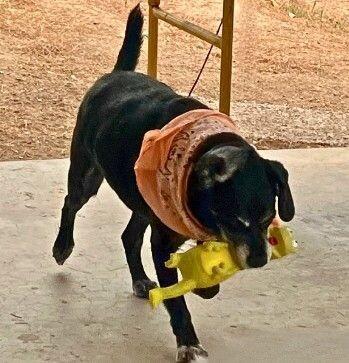 Rocky  Bonded With thumbnail 4