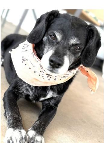 Enlarge Rocky - BONDED with Zoey, a Adoptable mixed breed in Anthem, AZ image 5/6