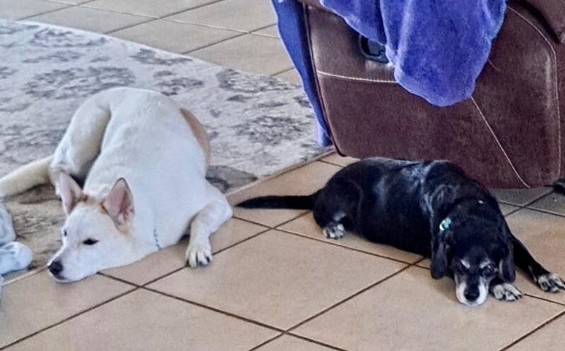 Rocky  Bonded With thumbnail 6