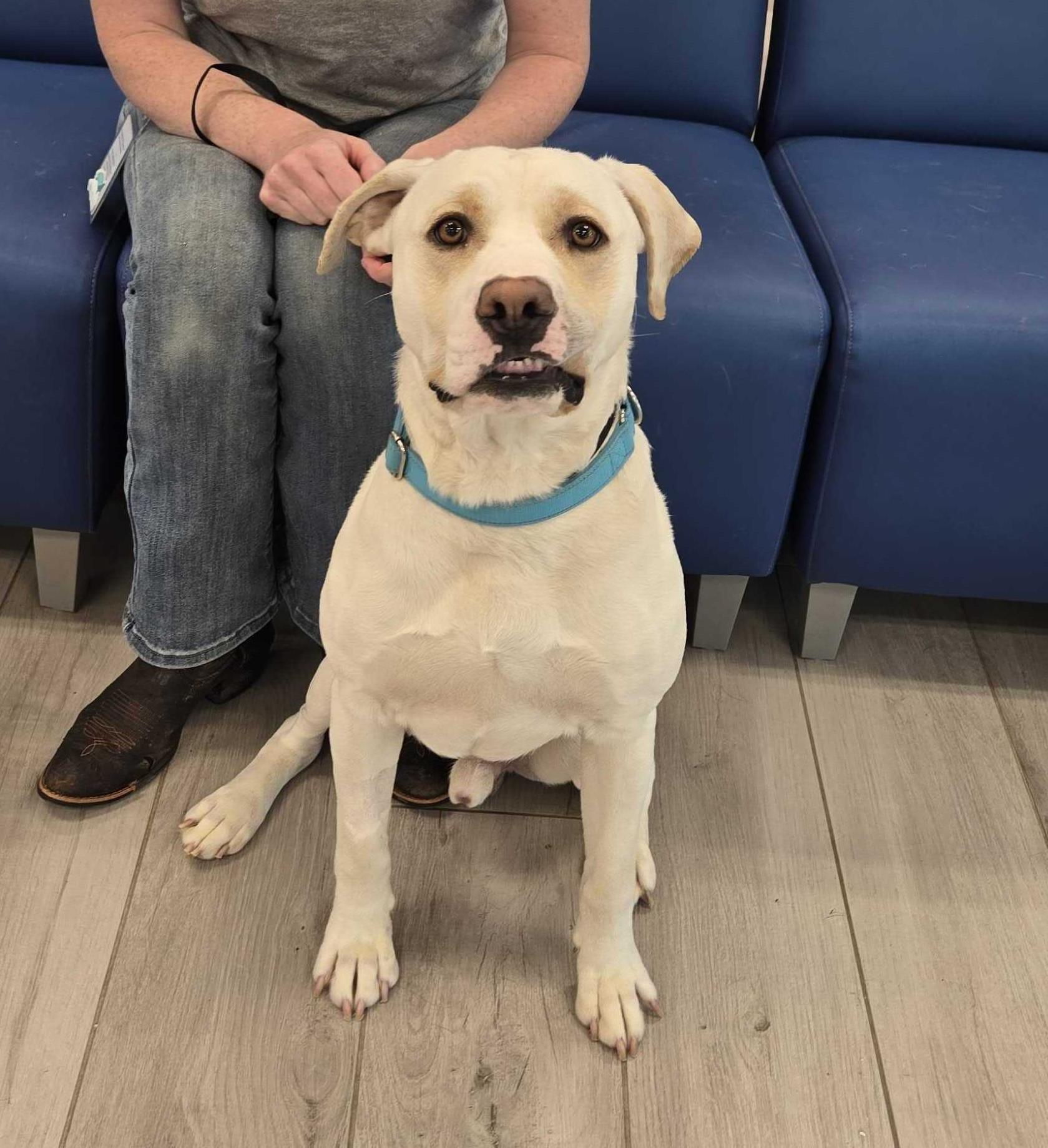 Enlarge Derry, a ADOPTABLE mixed breed in Maidens, VA image 3/6