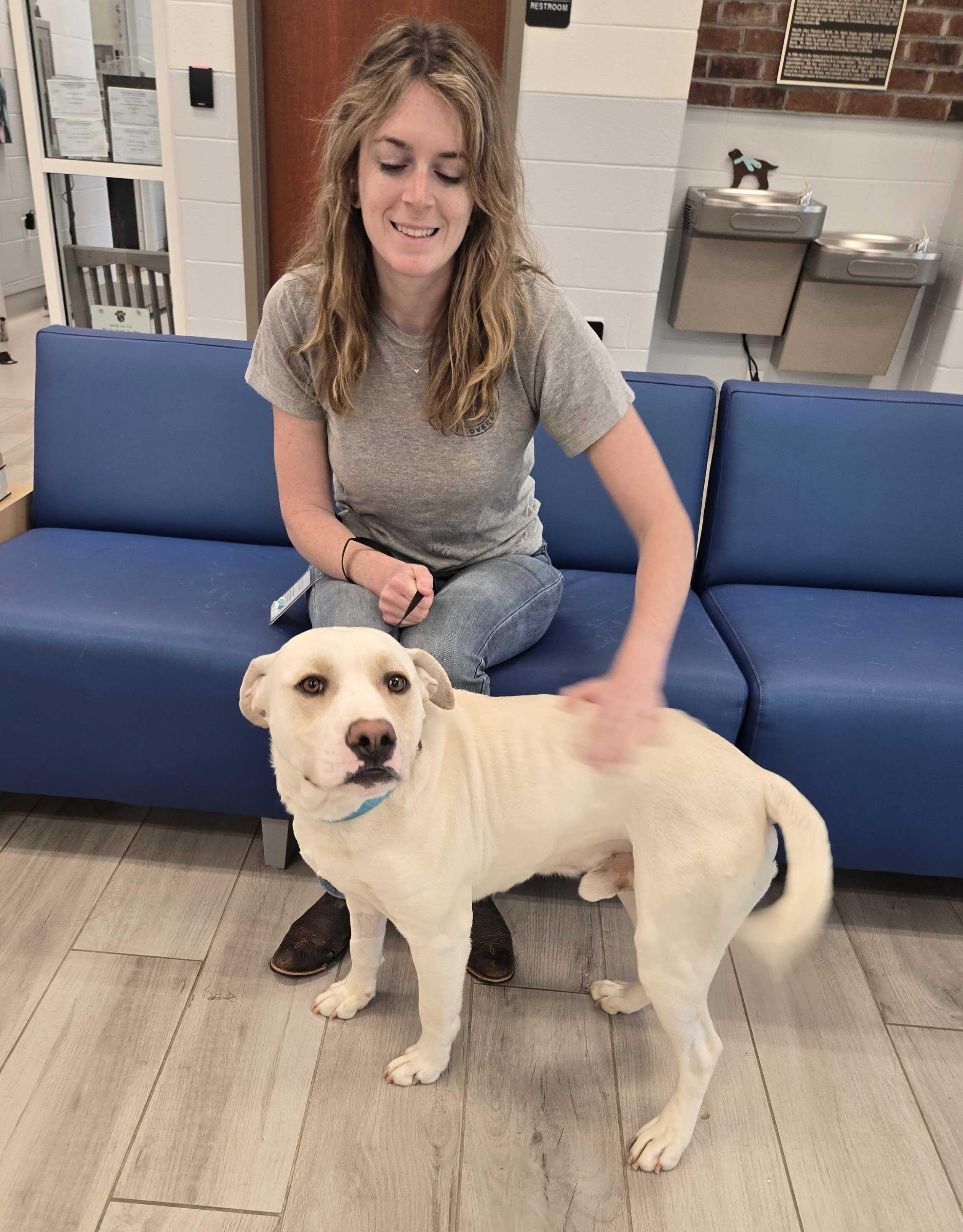 Enlarge Derry, a ADOPTABLE mixed breed in Maidens, VA image 4/6