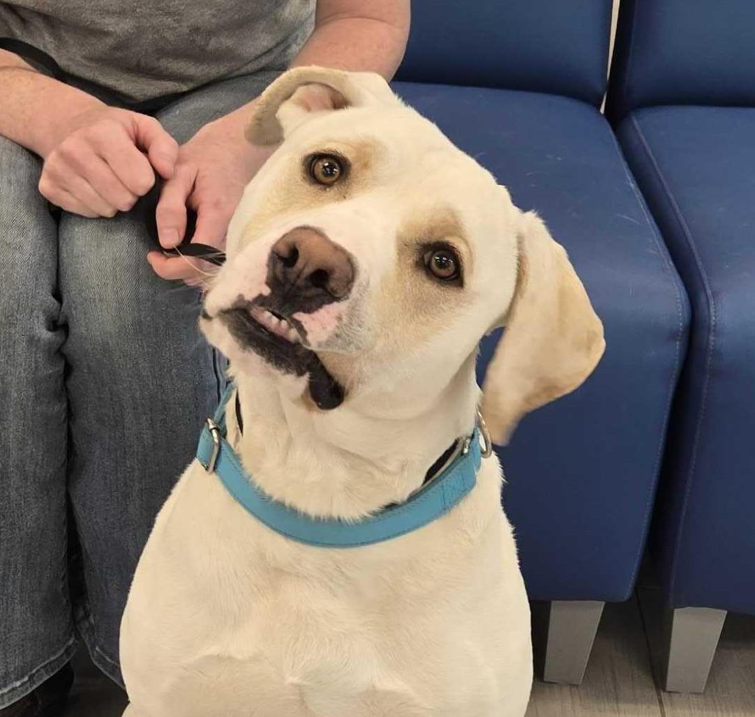 Enlarge Derry, a ADOPTABLE mixed breed in Maidens, VA image 2/6