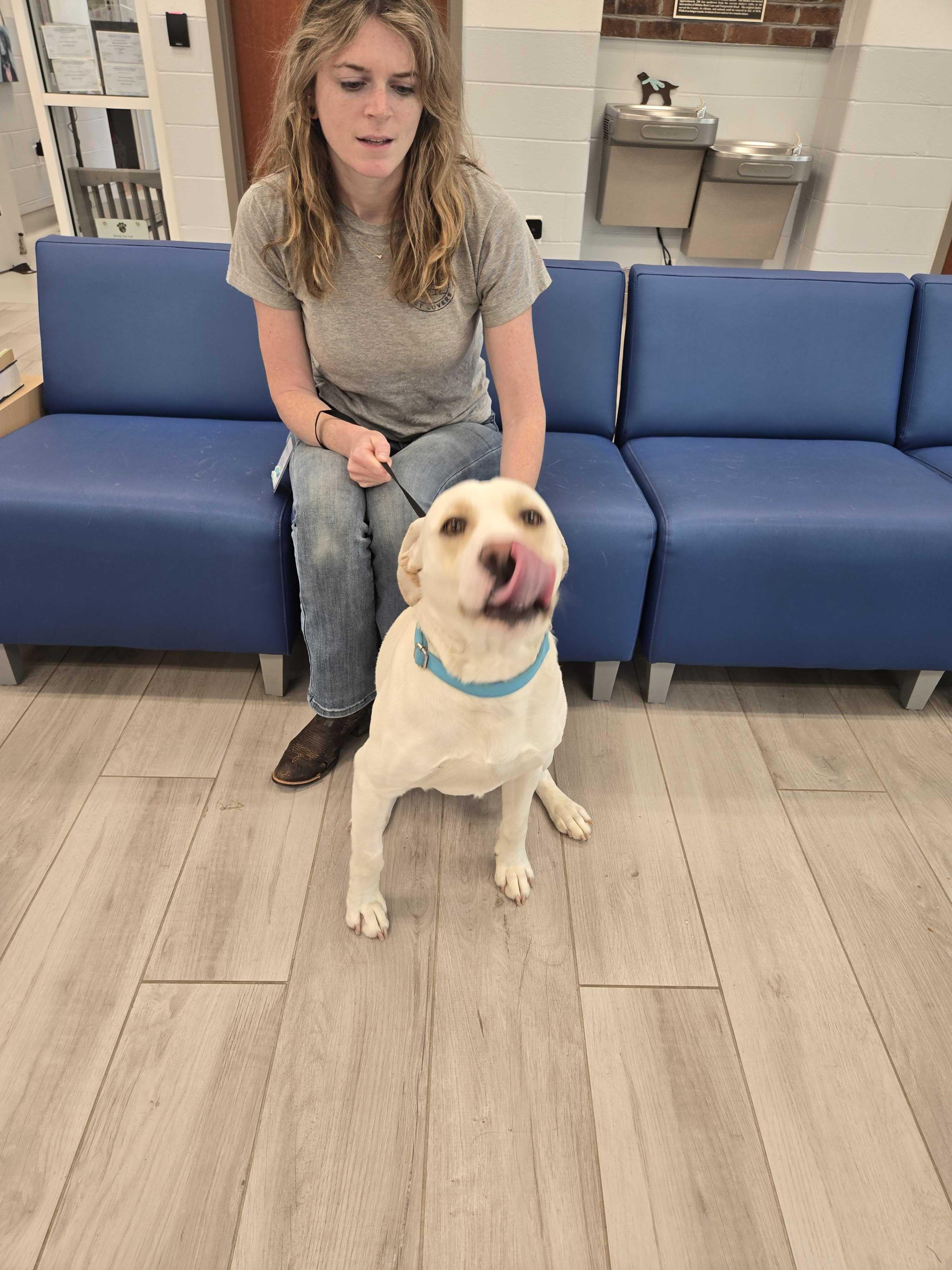 Enlarge Derry, a ADOPTABLE mixed breed in Maidens, VA image 5/6