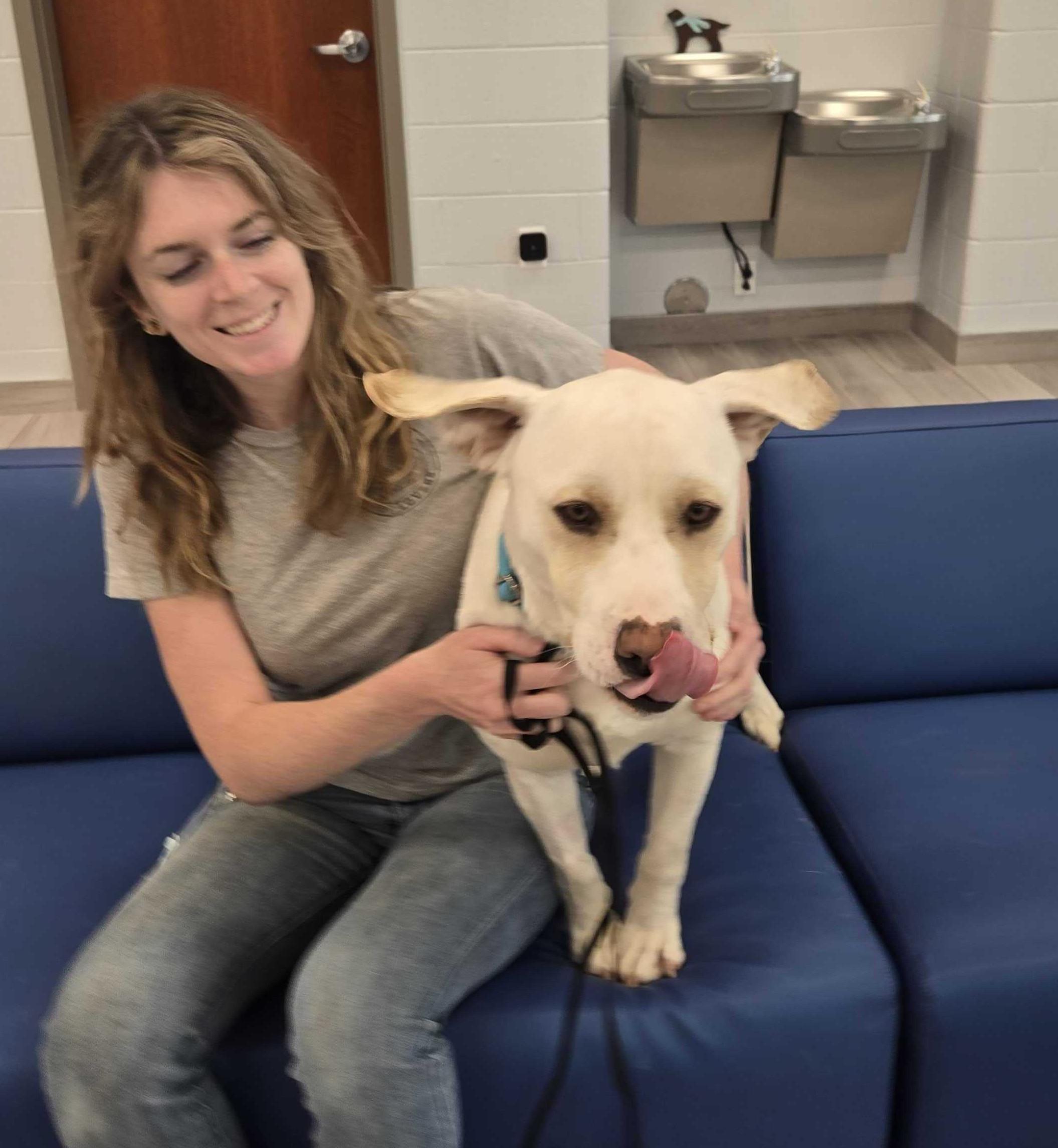 Enlarge Derry, a ADOPTABLE mixed breed in Maidens, VA image 1/6