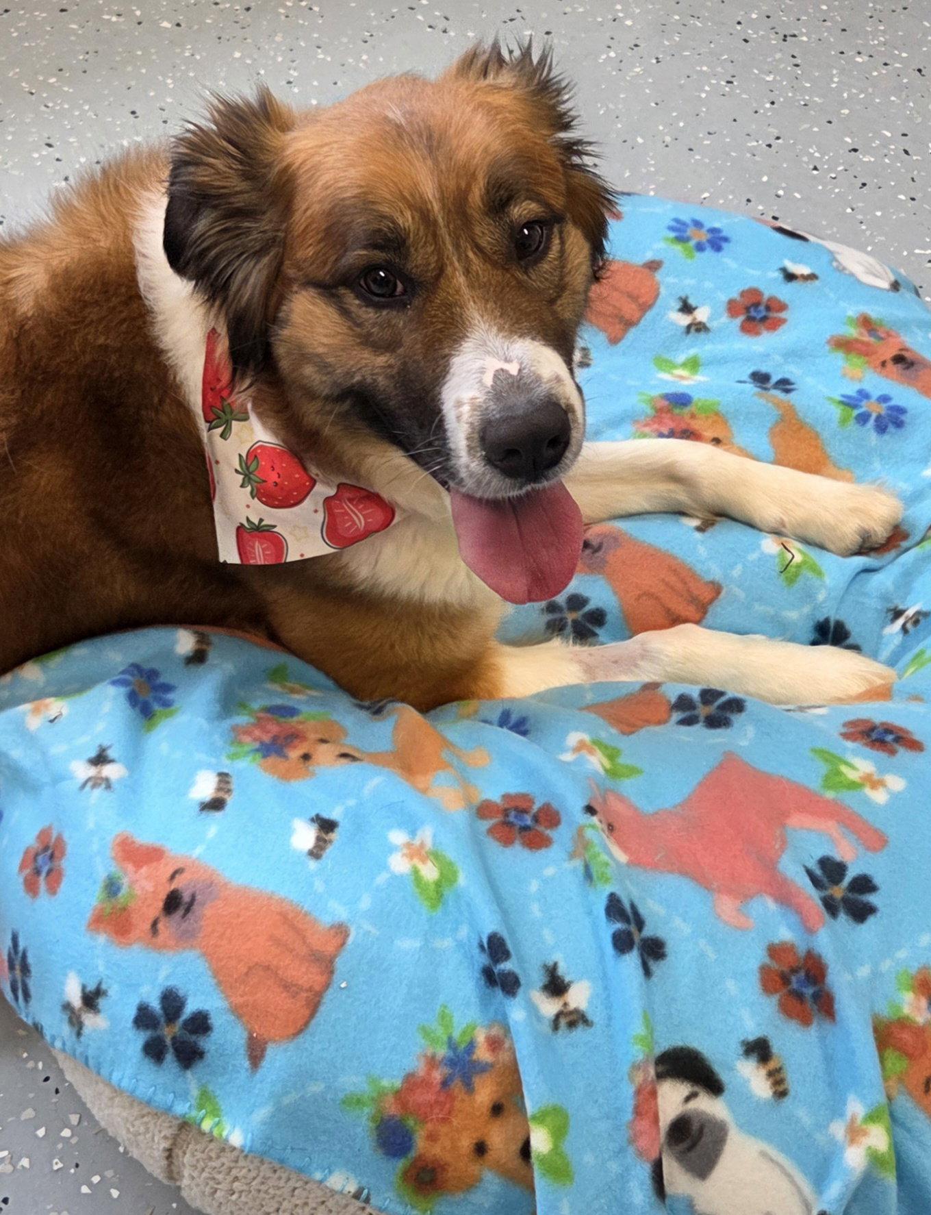 Enlarge Brandy, a Adoptable Saint Bernard in Greenville, IL image 1/1