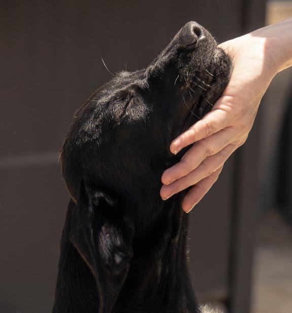 Sawyer, Adopted, Puppy Male Labrador Retriever.