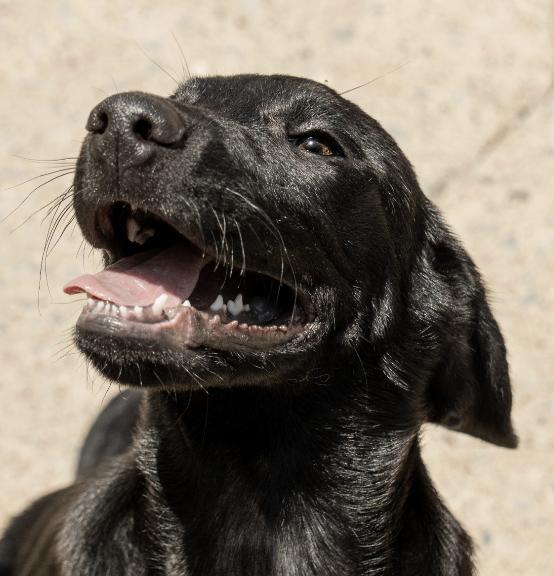Enlarge Sawyer, a Adopted Labrador Retriever in Bloomfield Hills, MI image 2/2