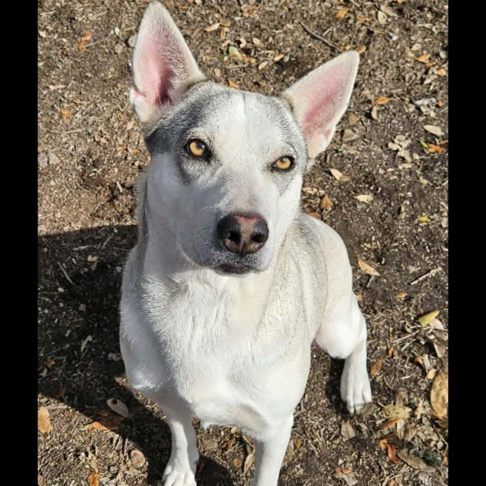 Enlarge Layla, a ADOPTABLE mixed breed in Williston, VT image 4/6