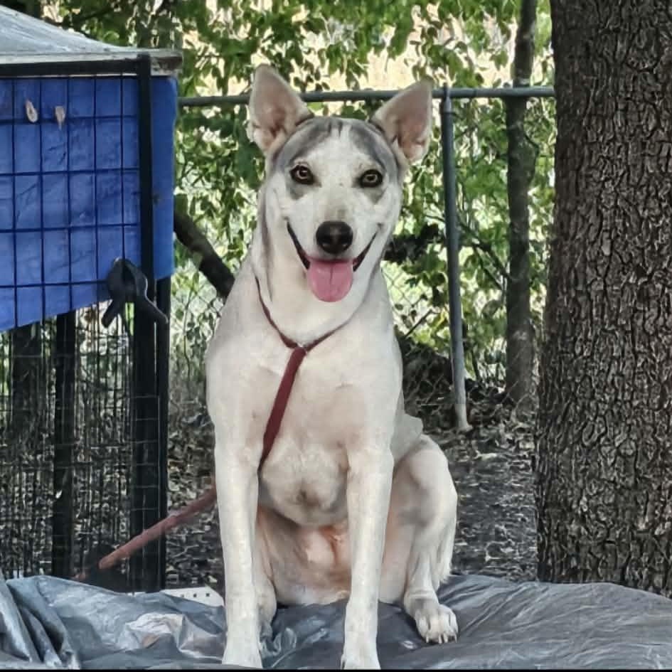 Layla, ADOPTABLE, Young Female Husky.