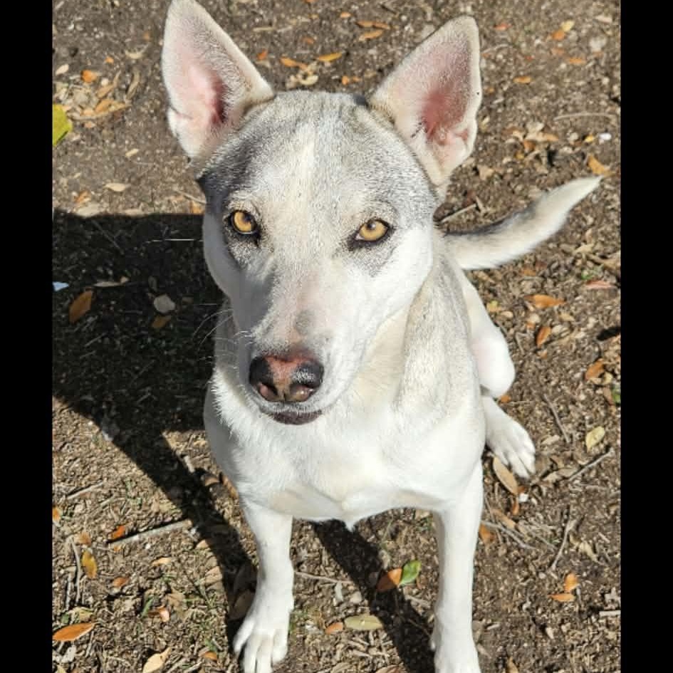 Enlarge Layla, a ADOPTABLE mixed breed in Williston, VT image 6/6