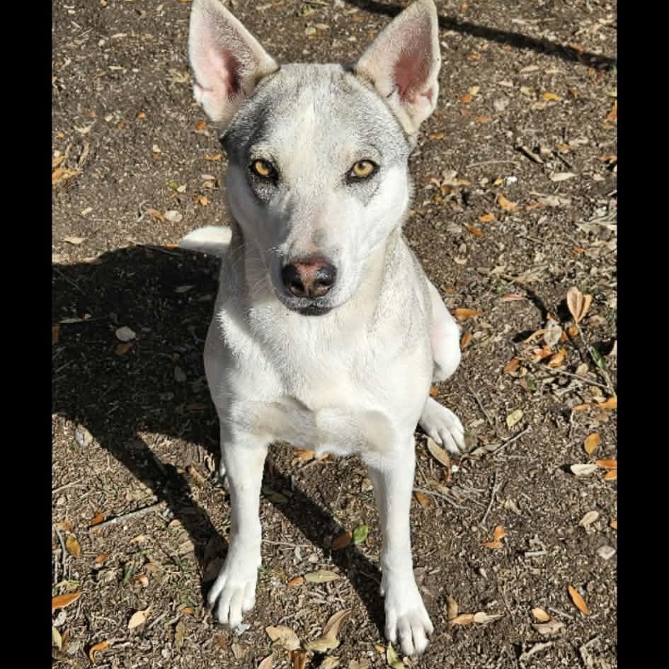 Enlarge Layla, a ADOPTABLE mixed breed in Williston, VT image 2/6