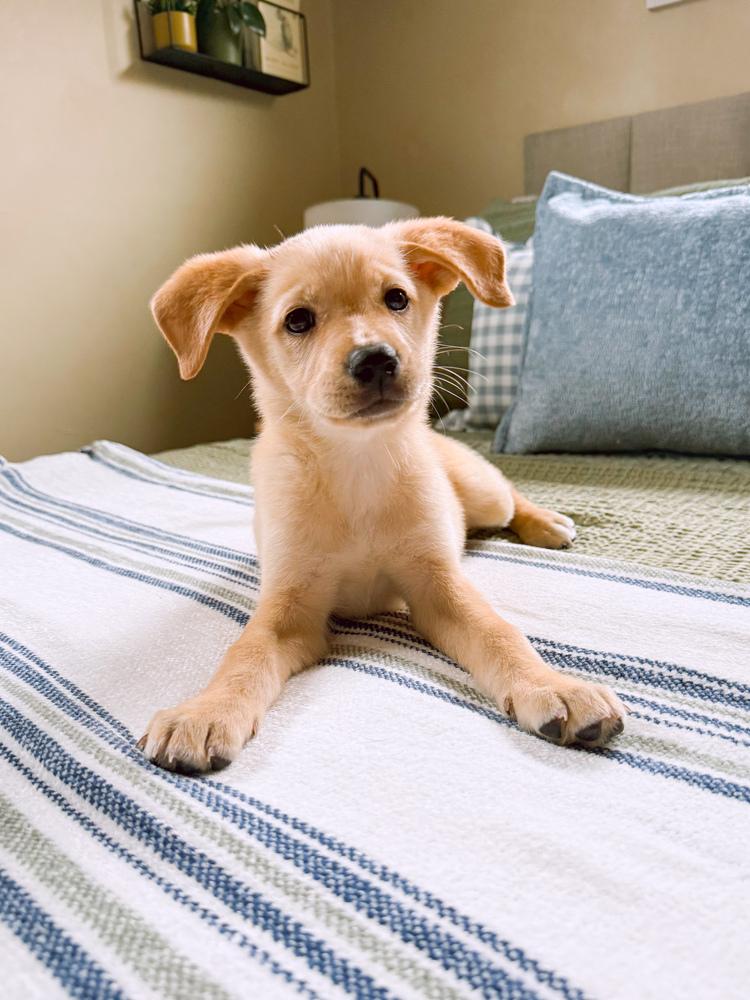 Yoncalla / Delta, Adopted, Puppy Female Labrador Retriever.