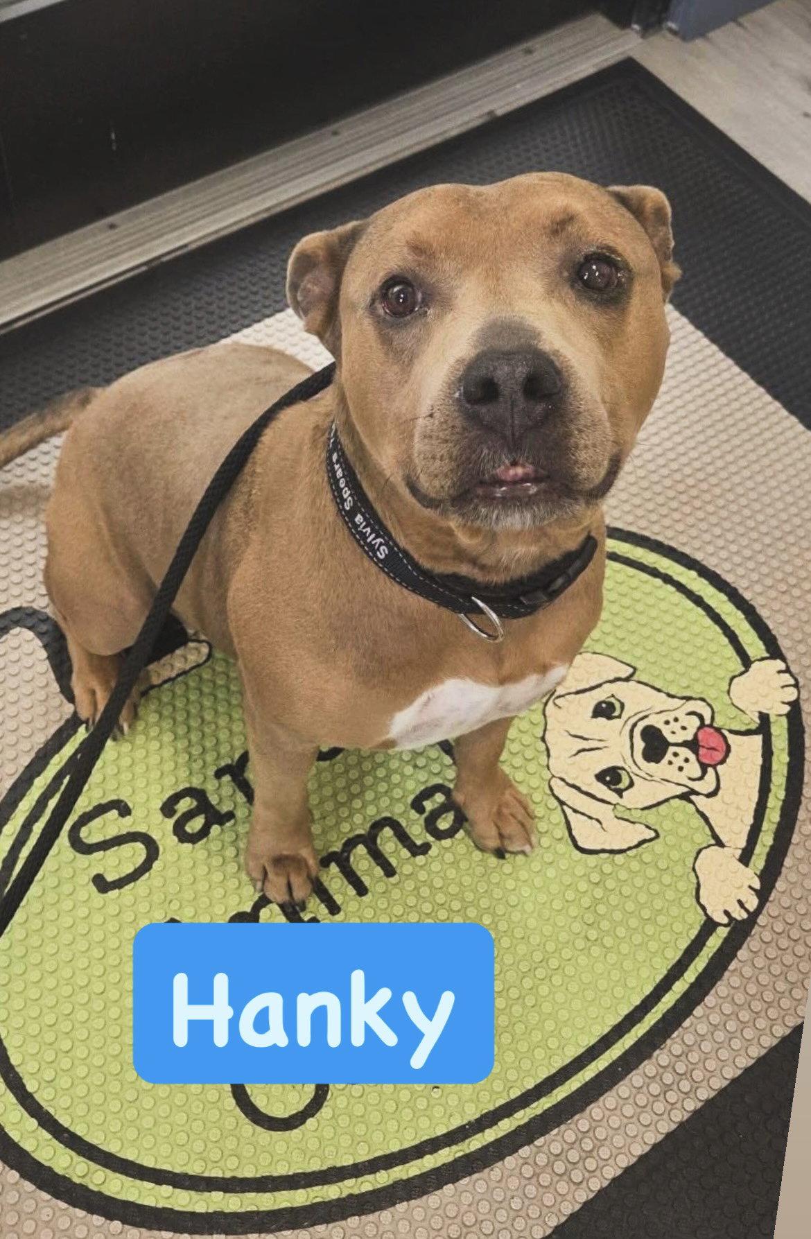 Hanky, Adoptable, Adult Male American Staffordshire Terrier.