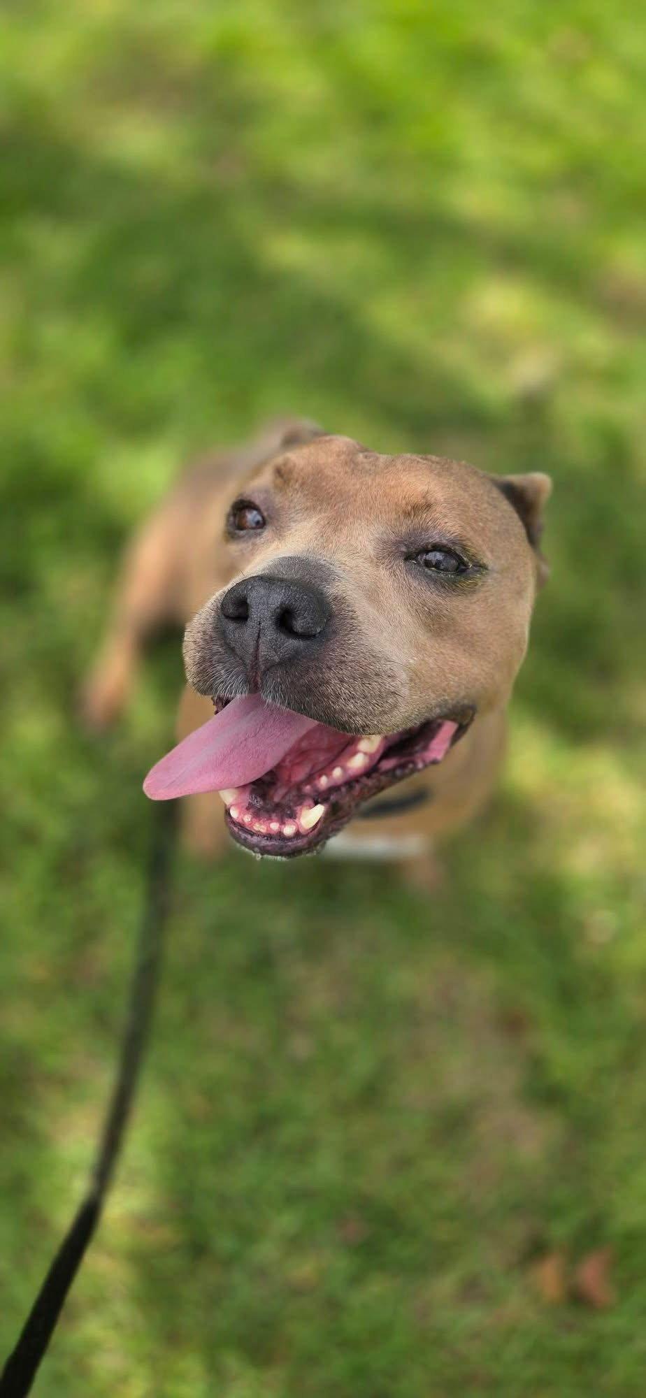 Enlarge Hanky, a Adoptable American Staffordshire Terrier in San Diego, CA image 2/3
