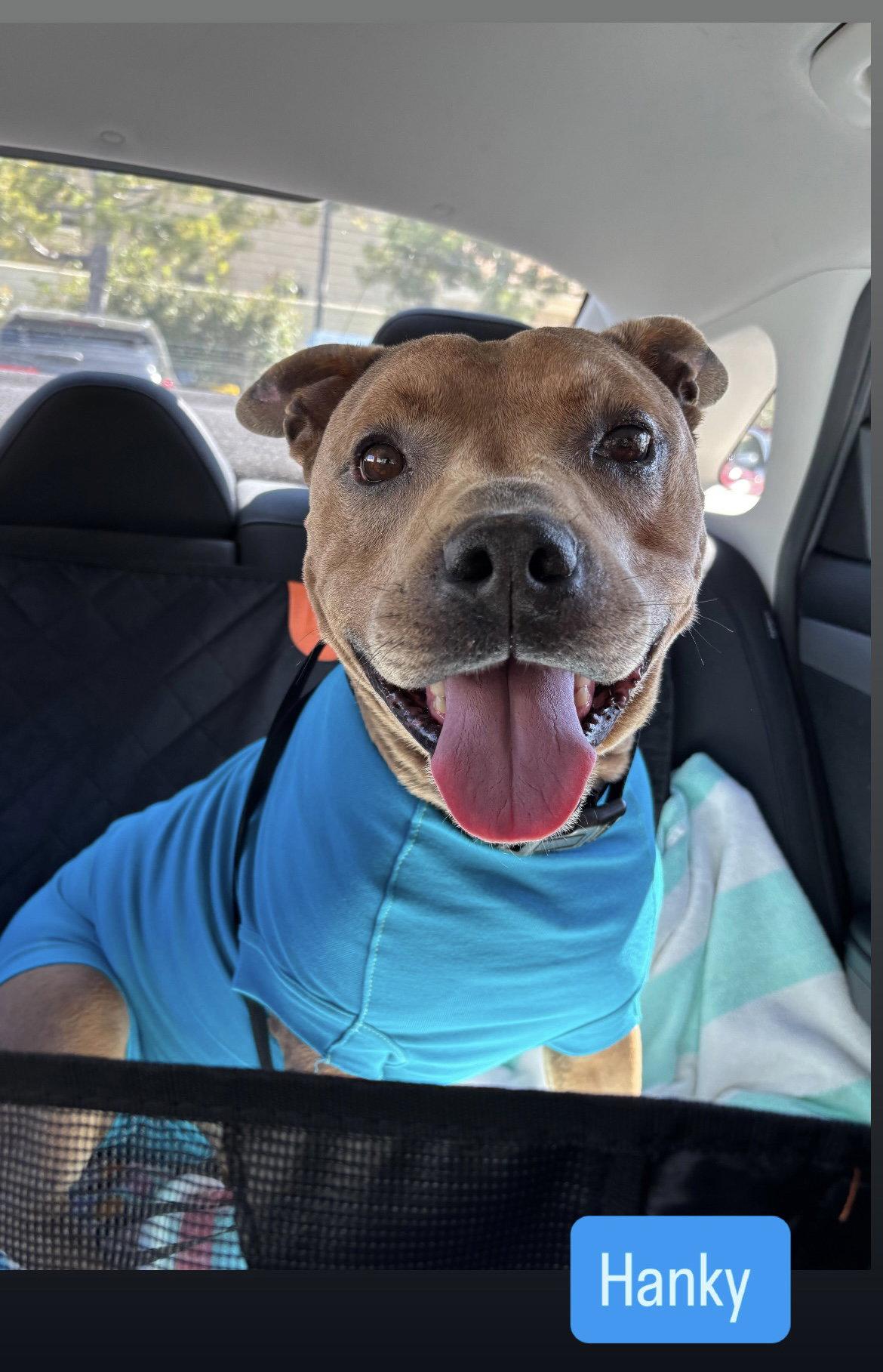 Enlarge Hanky, a Adoptable American Staffordshire Terrier in San Diego, CA image 3/3