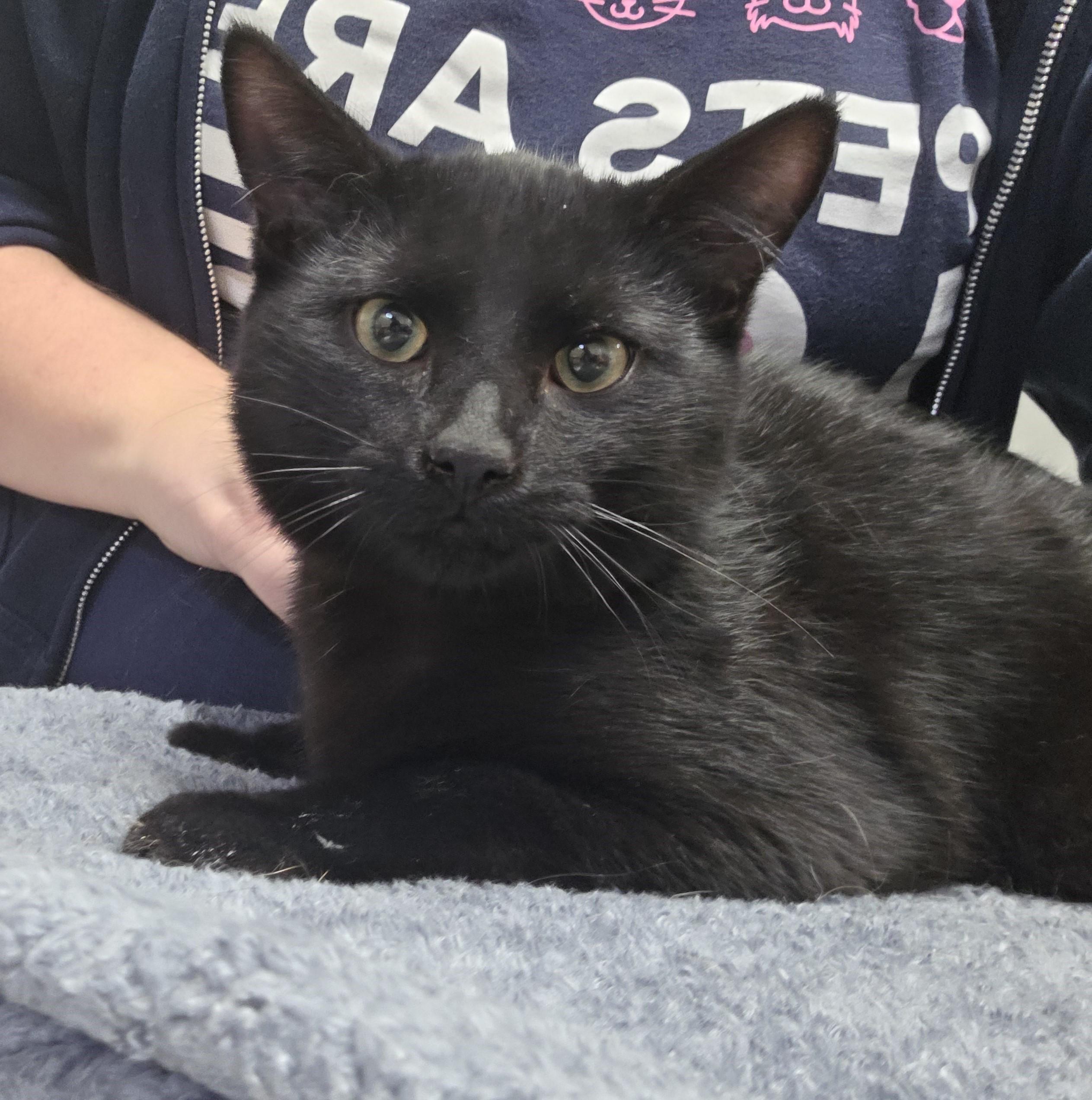 Cinnamon Toast Crunch