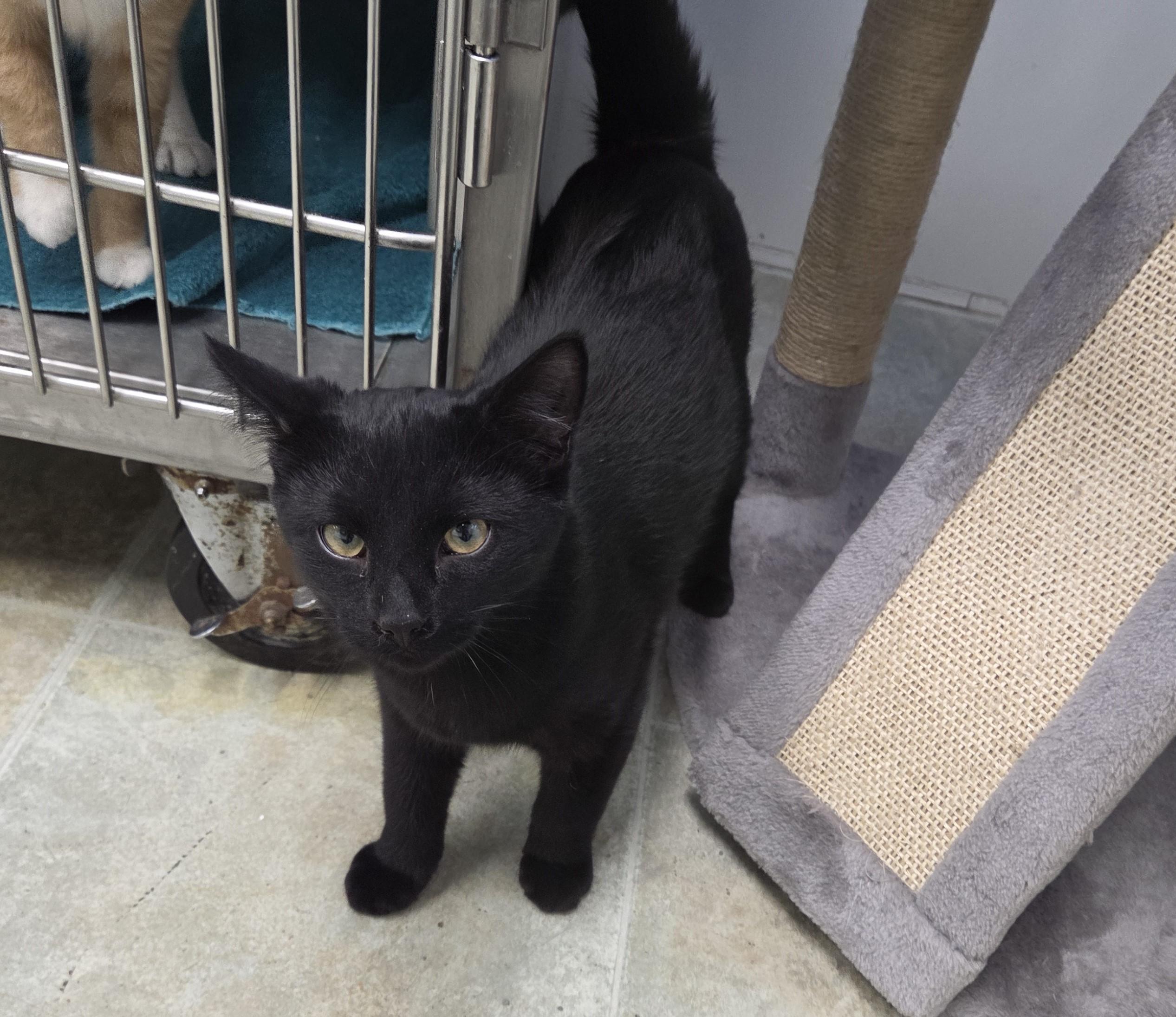 Cinnamon Toast Crunch