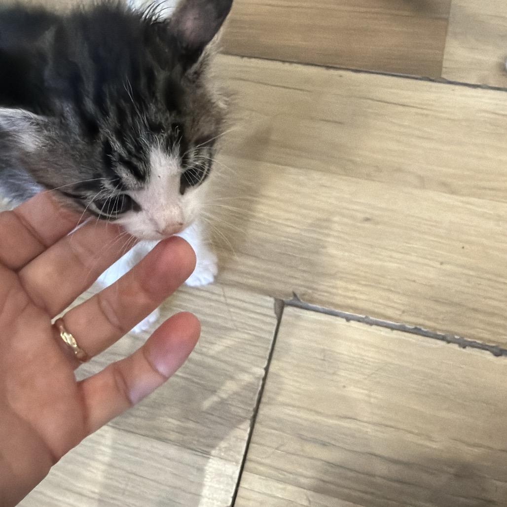 Gladys, Adoptable, Kitten Female Domestic Short Hair.