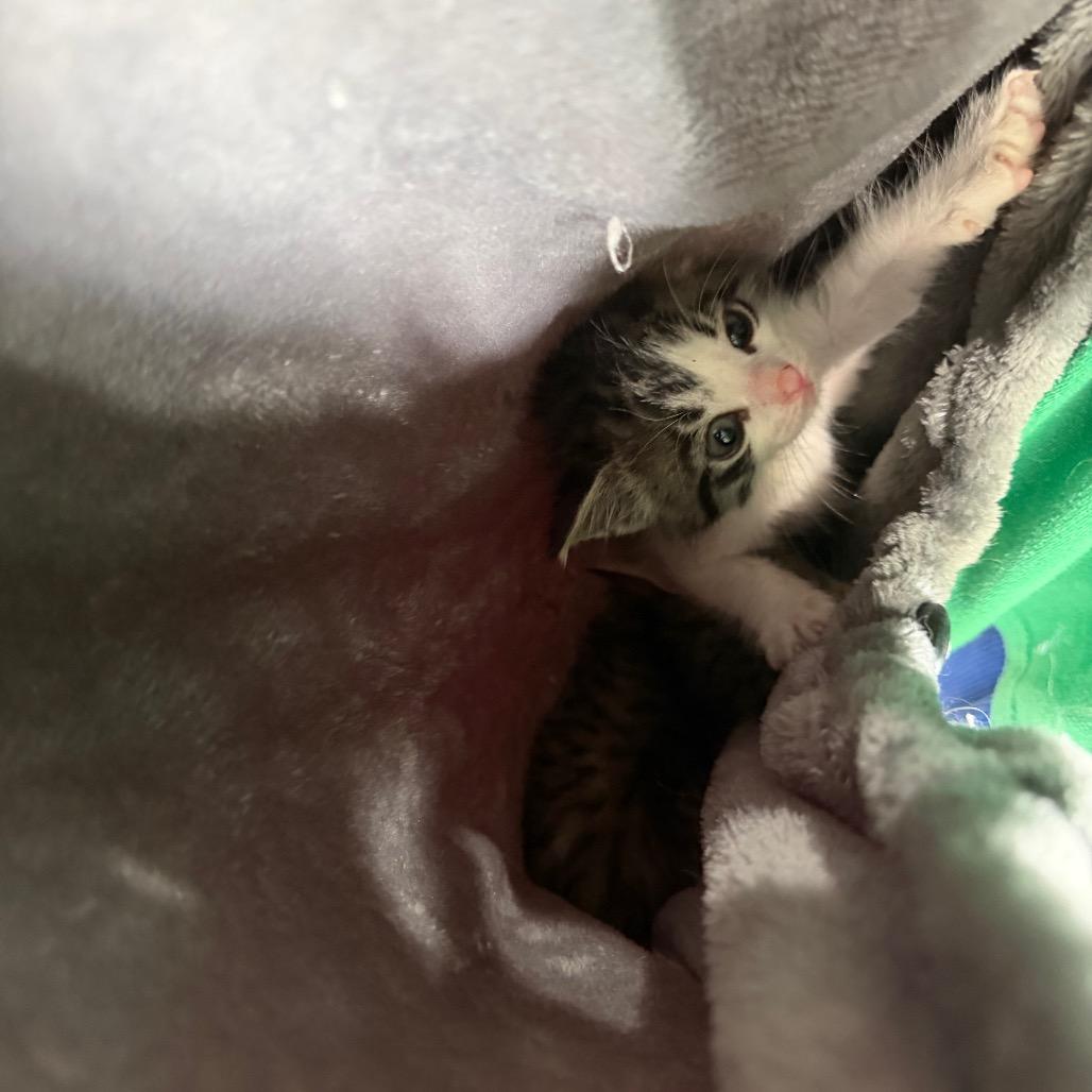 Gladys, a Adoptable Domestic Short Hair in New Orleans, LA image 3/4