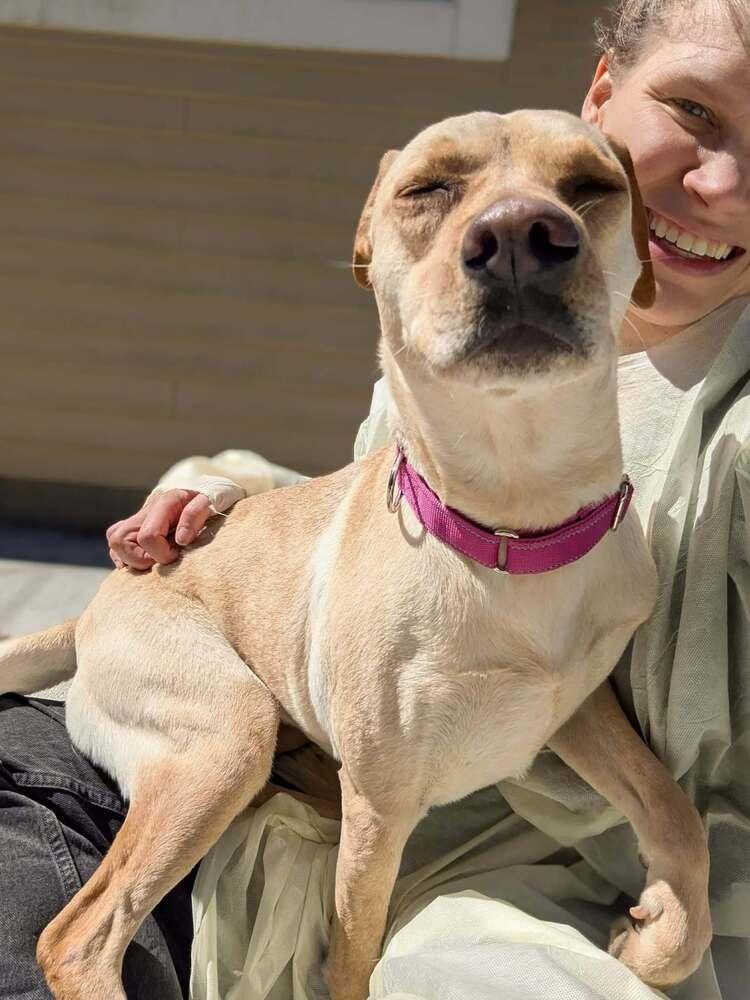 Enlarge Reba (AVAILABLE 4/7), a Adoptable mixed breed in Leverett, MA image 2/6