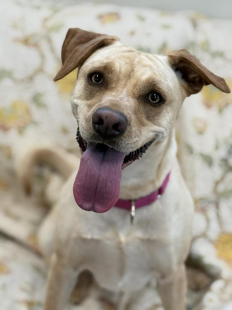 Enlarge Reba (AVAILABLE 4/7), a Adoptable mixed breed in Leverett, MA image 3/6