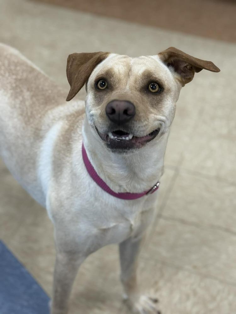 Enlarge Reba (AVAILABLE 4/7), a Adoptable mixed breed in Leverett, MA image 4/6